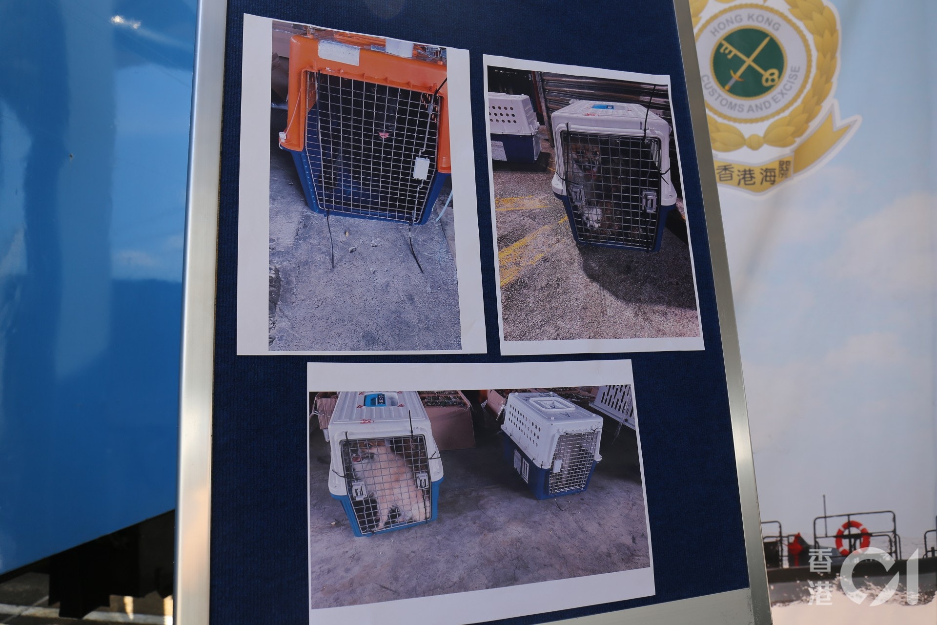 水警及海關聯合反走私行動救走的12隻狗隻,包括一隻拉布拉多犬、三隻松鼠狗、兩隻約瑟爹利、四隻貴婦狗、一隻摩天使及一隻混種犬,全困逼於4個膠籠內走私往內地。(黃穎津攝) 水警及海關聯合反走私行動救走的12隻狗隻,包括一隻拉布拉多犬、三隻松鼠狗、兩隻約瑟爹利、四隻貴婦狗、一隻摩天使及一隻混種犬,全困逼於4個膠籠內走私往內地。(黃穎津攝)