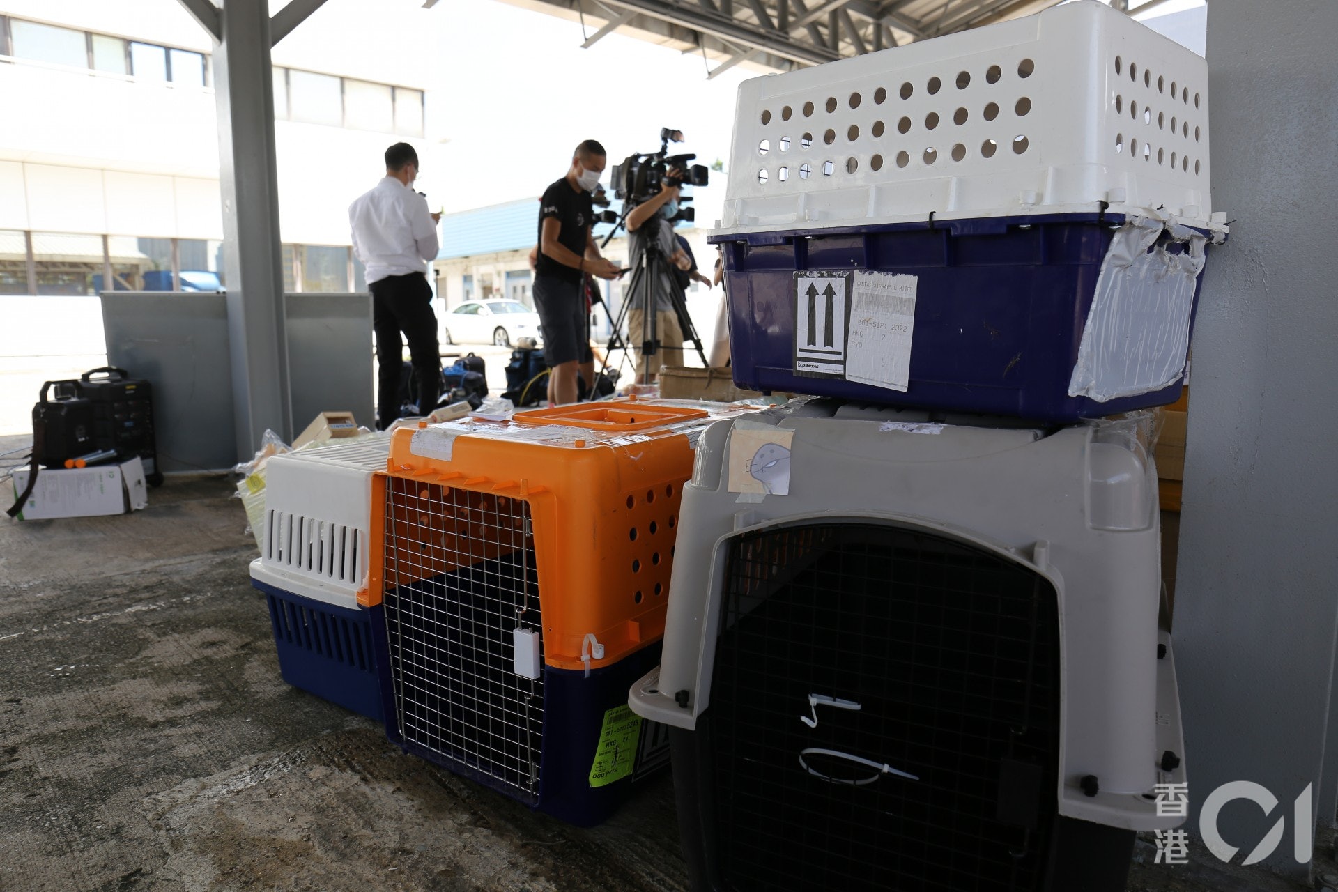 海關相信新冠肺炎疫情下,港人返內地居住,為避14天強制檢疫冒險以走私形式由香港托運狗隻往內地團聚。(黃穎津攝) 海關相信新冠肺炎疫情下,港人返內地居住,為避14天強制檢疫冒險以走私形式由香港托運狗隻往內地團聚。(黃穎津攝)