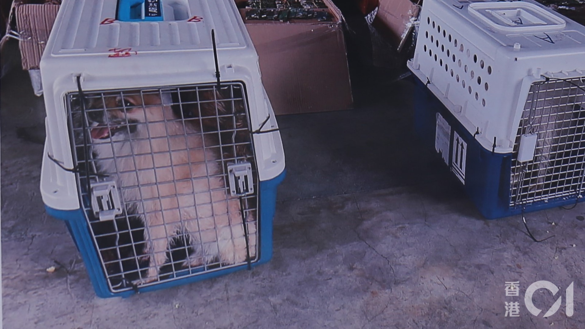 水警及海關聯合反走私行動救走的12隻狗隻,包括一隻拉布拉多犬、三隻松鼠狗、兩隻約瑟爹利、四隻貴婦狗、一隻摩天使及一隻混種犬,全困逼於4隻膠籠內走私往內地。(黃穎津攝) 水警及海關聯合反走私行動救走的12隻狗隻,包括一隻拉布拉多犬、三隻松鼠狗、兩隻約瑟爹利、四隻貴婦狗、一隻摩天使及一隻混種犬,全困逼於4隻膠籠內走私往內地。(黃穎津攝)