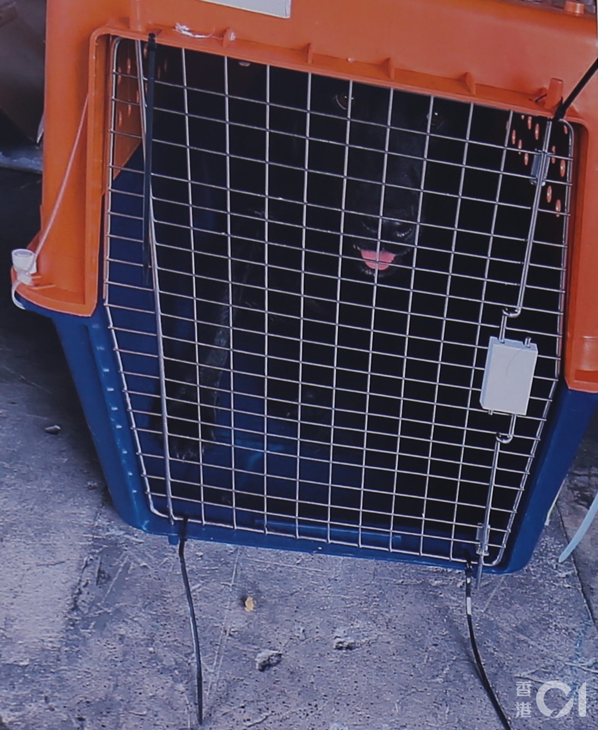 水警及海關聯合反走私行動救走的12隻狗隻,包括一隻拉布拉多犬、三隻松鼠狗、兩隻約瑟爹利、四隻貴婦狗、一隻摩天使及一隻混種犬,全困逼於4隻膠籠內走私往內地。(黃穎津攝) 水警及海關聯合反走私行動救走的12隻狗隻,包括一隻拉布拉多犬、三隻松鼠狗、兩隻約瑟爹利、四隻貴婦狗、一隻摩天使及一隻混種犬,全困逼於4隻膠籠內走私往內地。(黃穎津攝)