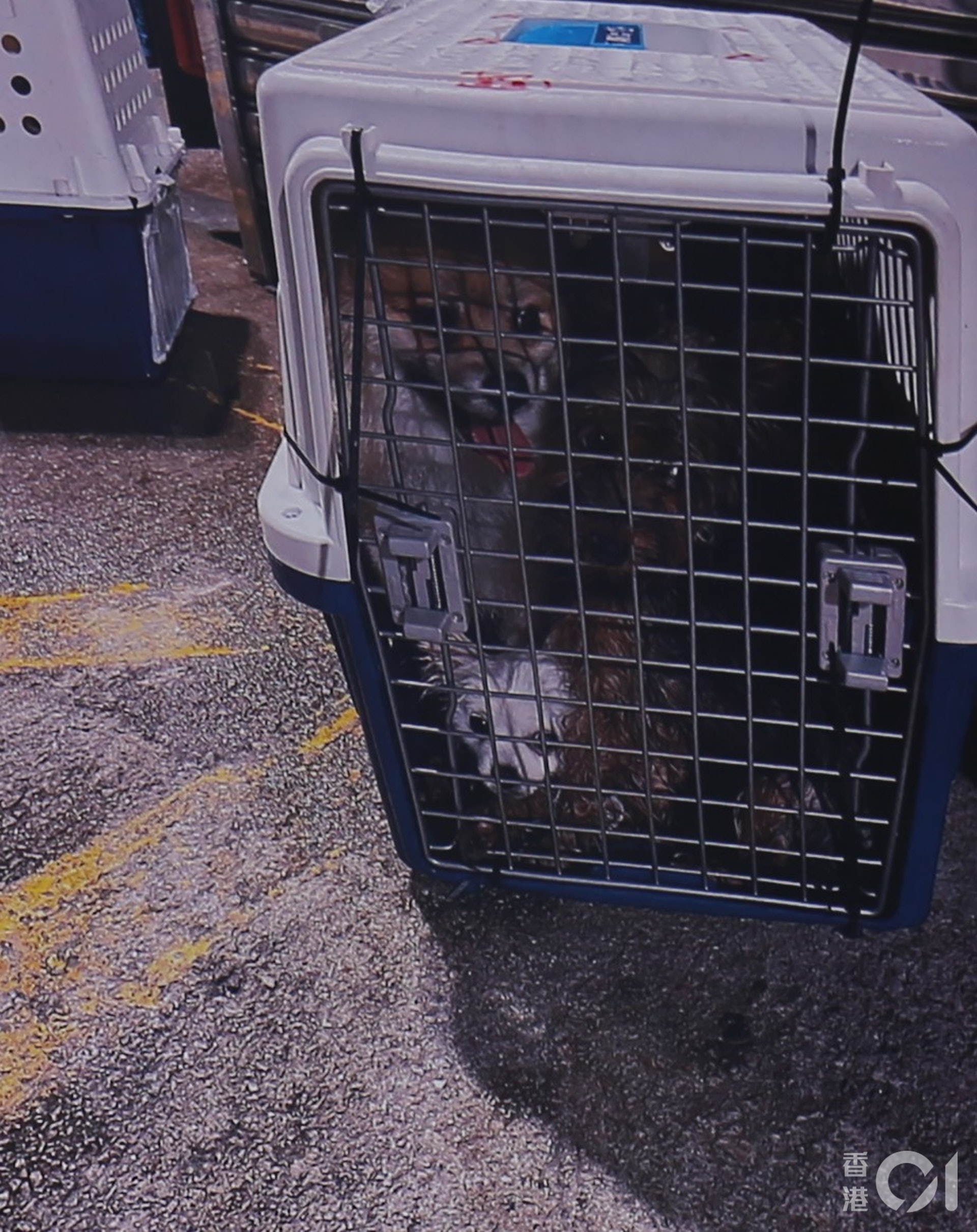 水警及海關聯合反走私行動救走的12隻狗隻,包括一隻拉布拉多犬、三隻松鼠狗、兩隻約瑟爹利、四隻貴婦狗、一隻摩天使及一隻混種犬,全困逼於4隻膠籠內走私往內地。(黃穎津攝) 水警及海關聯合反走私行動救走的12隻狗隻,包括一隻拉布拉多犬、三隻松鼠狗、兩隻約瑟爹利、四隻貴婦狗、一隻摩天使及一隻混種犬,全困逼於4隻膠籠內走私往內地。(黃穎津攝)