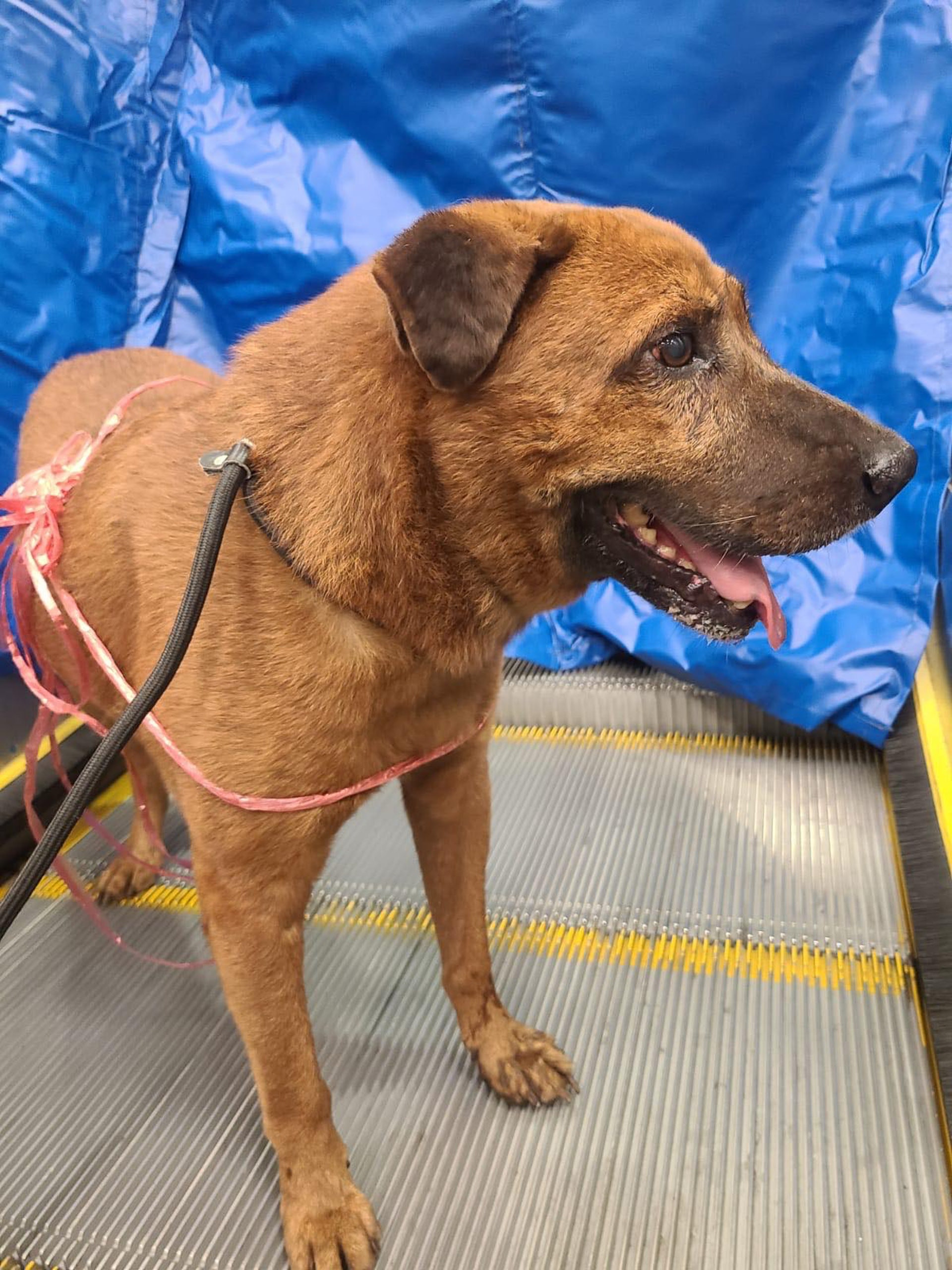 多名港鐵職員用帆布把狗狗圍困在停止運作的電梯上。(毛孩守護者提供圖片) 多名港鐵職員用帆布把狗狗圍困在停止運作的電梯上。(毛孩守護者提供圖片)