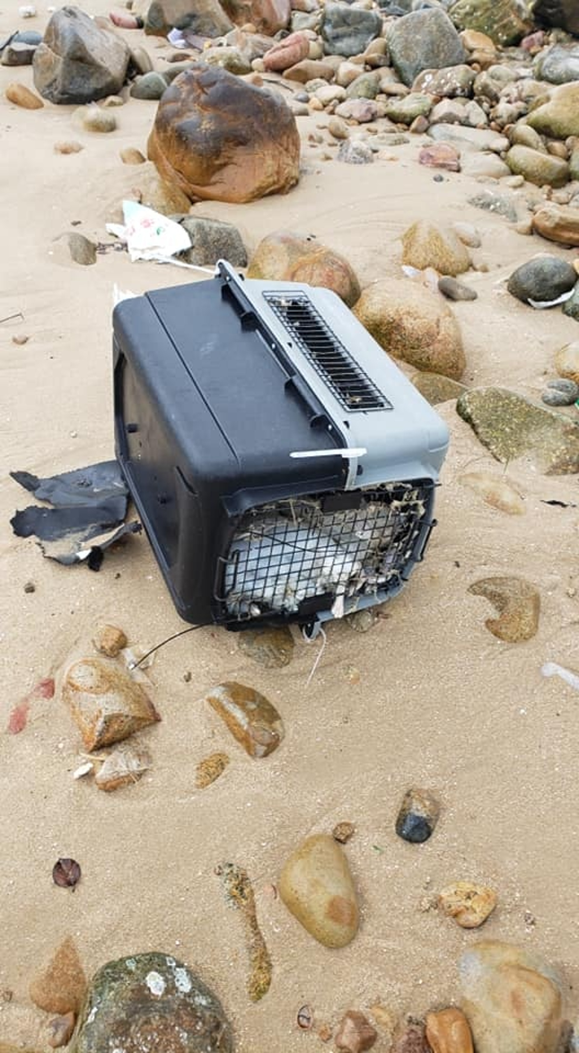 市民在南丫島發現兩個寵物膠箱內有貓屍 市民在南丫島發現兩個寵物膠箱內有貓屍