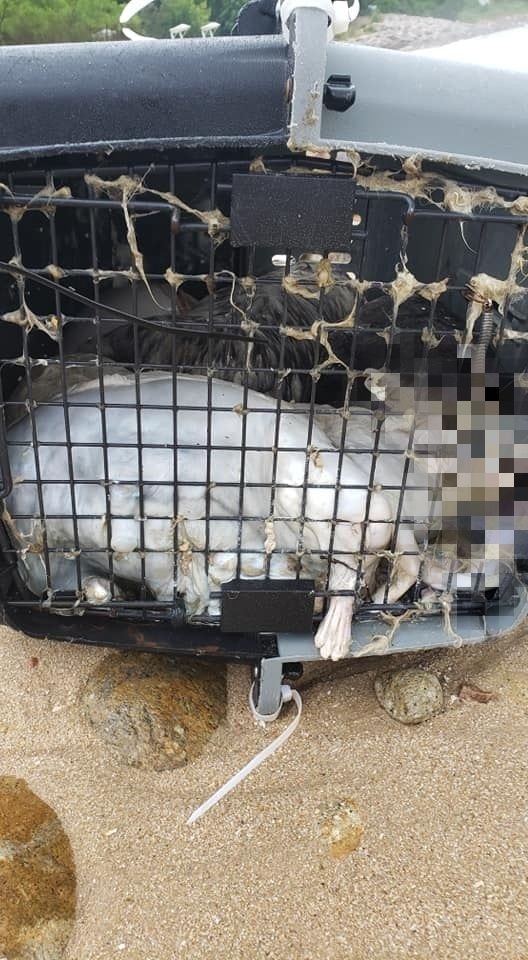 寵物膠箱內的貓屍已腐爛發臭