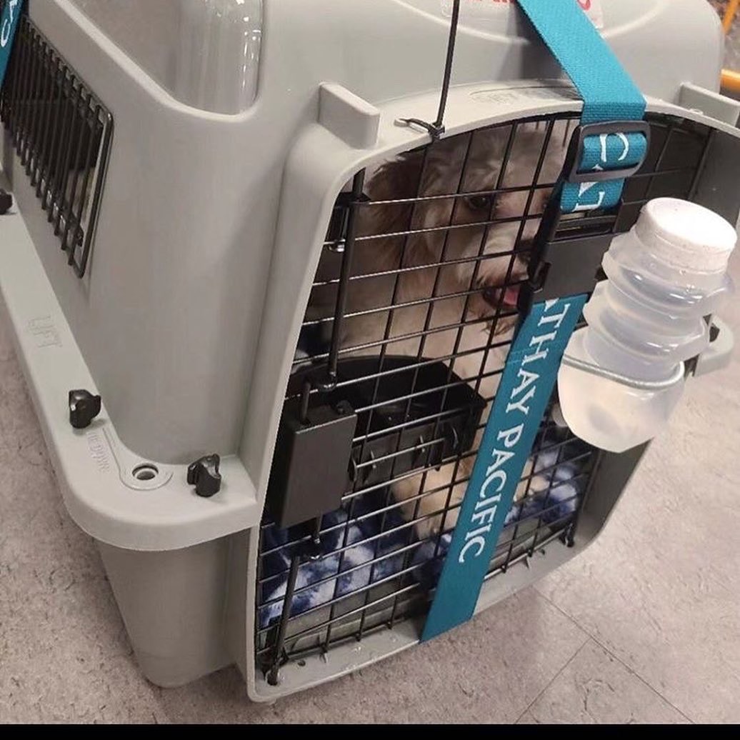 內地留學生委託一間「Relo Pet Immigrant」中介公司協助把Bubu經香港運回內地。 內地留學生委託一間「Relo Pet Immigrant」中介公司協助把Bubu經香港運回內地。