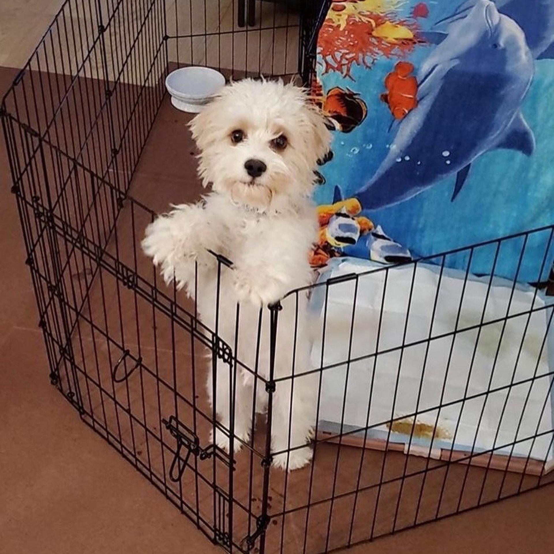 內地留學生委託一間「Relo Pet Immigrant」中介公司協助把Bubu經香港運回內地。 內地留學生委託一間「Relo Pet Immigrant」中介公司協助把Bubu經香港運回內地。