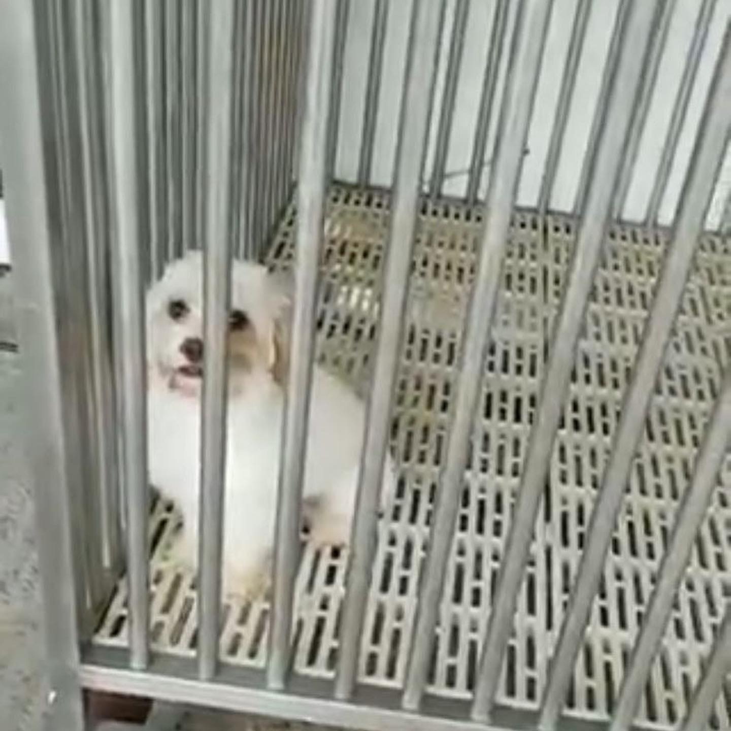 內地留學生委託一間「Relo Pet Immigrant」中介公司協助把Bubu經香港運回內地。 內地留學生委託一間「Relo Pet Immigrant」中介公司協助把Bubu經香港運回內地。