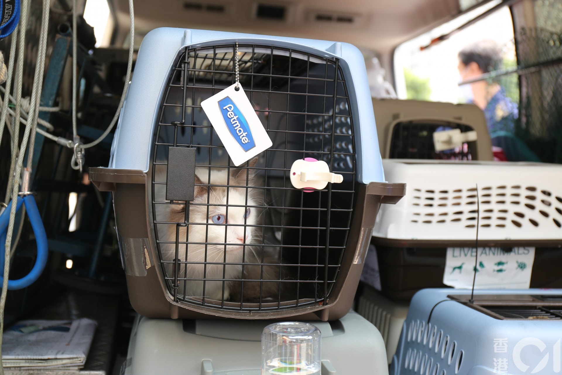 愛護動物協會到涉事寵物酒店接走48隻貓狗,初步檢測該批貓狗情況良好。(陳諾希攝) 愛護動物協會到涉事寵物酒店接走48隻貓狗,初步檢測該批貓狗情況良好。(陳諾希攝)