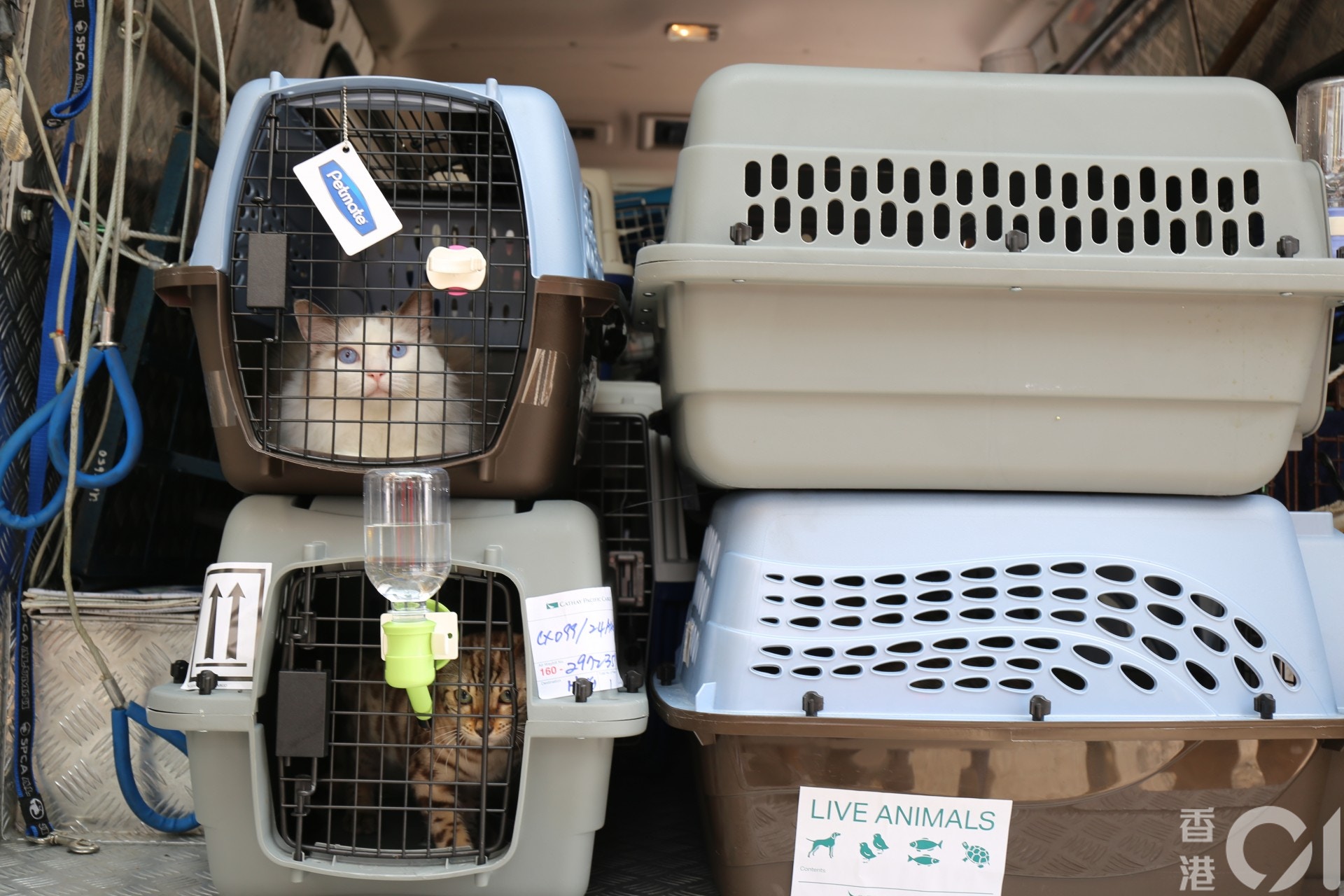 愛護動物協會到涉事寵物酒店接走48隻貓狗,初步檢測該批貓狗情況良好。(陳諾希攝) 愛護動物協會到涉事寵物酒店接走48隻貓狗,初步檢測該批貓狗情況良好。(陳諾希攝)