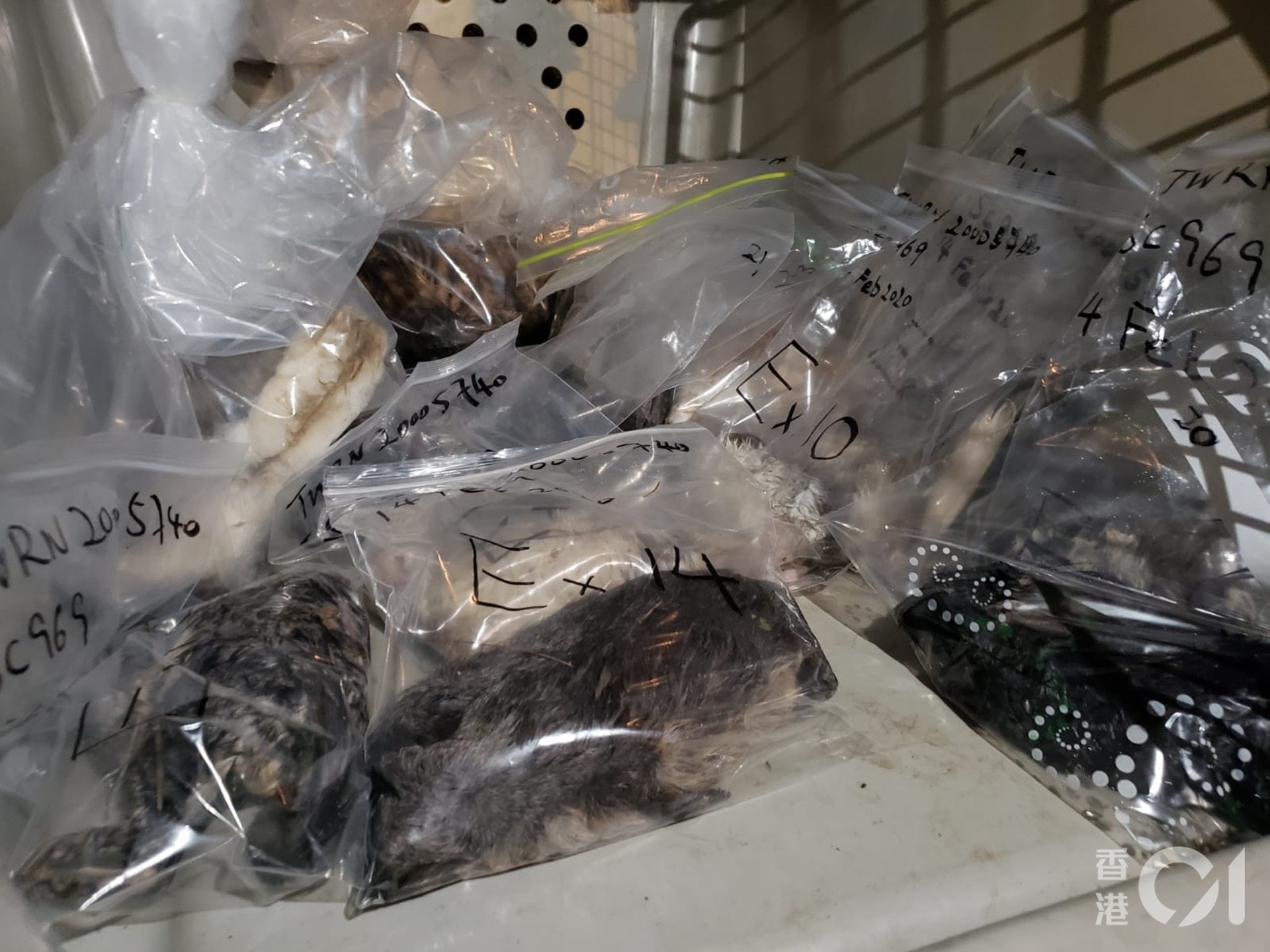 今年2月14日情人節,深井豪景花園五樓一單位內30隻寵物,包括貓、兔、倉鼠、龍貓及鸚鵡等被2名男子殘忍掟落街,造成18死12傷。(資料圖片) 今年2月14日情人節,深井豪景花園五樓一單位內30隻寵物,包括貓、兔、倉鼠、龍貓及鸚鵡等被2名男子殘忍掟落街,造成18死12傷。(資料圖片)