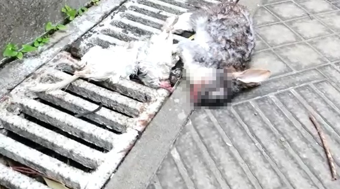 案發現場片段拍得,動物屍體包括兔、貓等倒臥地上。 案發現場片段拍得,動物屍體包括兔、貓等倒臥地上。