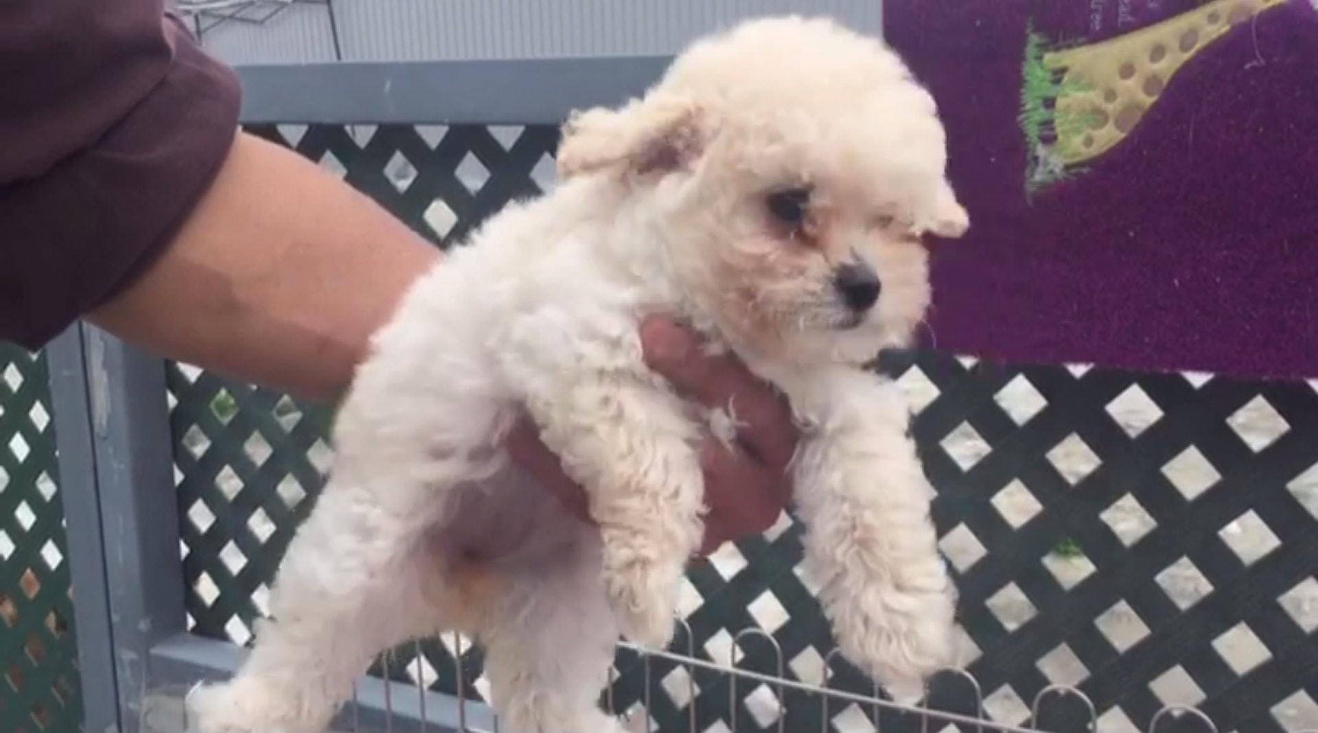 直擊 無牌賣狗 動物繁殖修例生效無人理賣家反問 點攞牌 直擊 無牌賣狗 動物繁殖修例生效無人理賣家反問 點攞牌