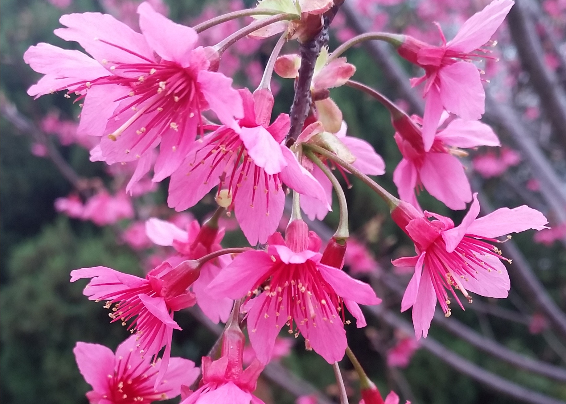 初春探花踪 中大 校花 處處開