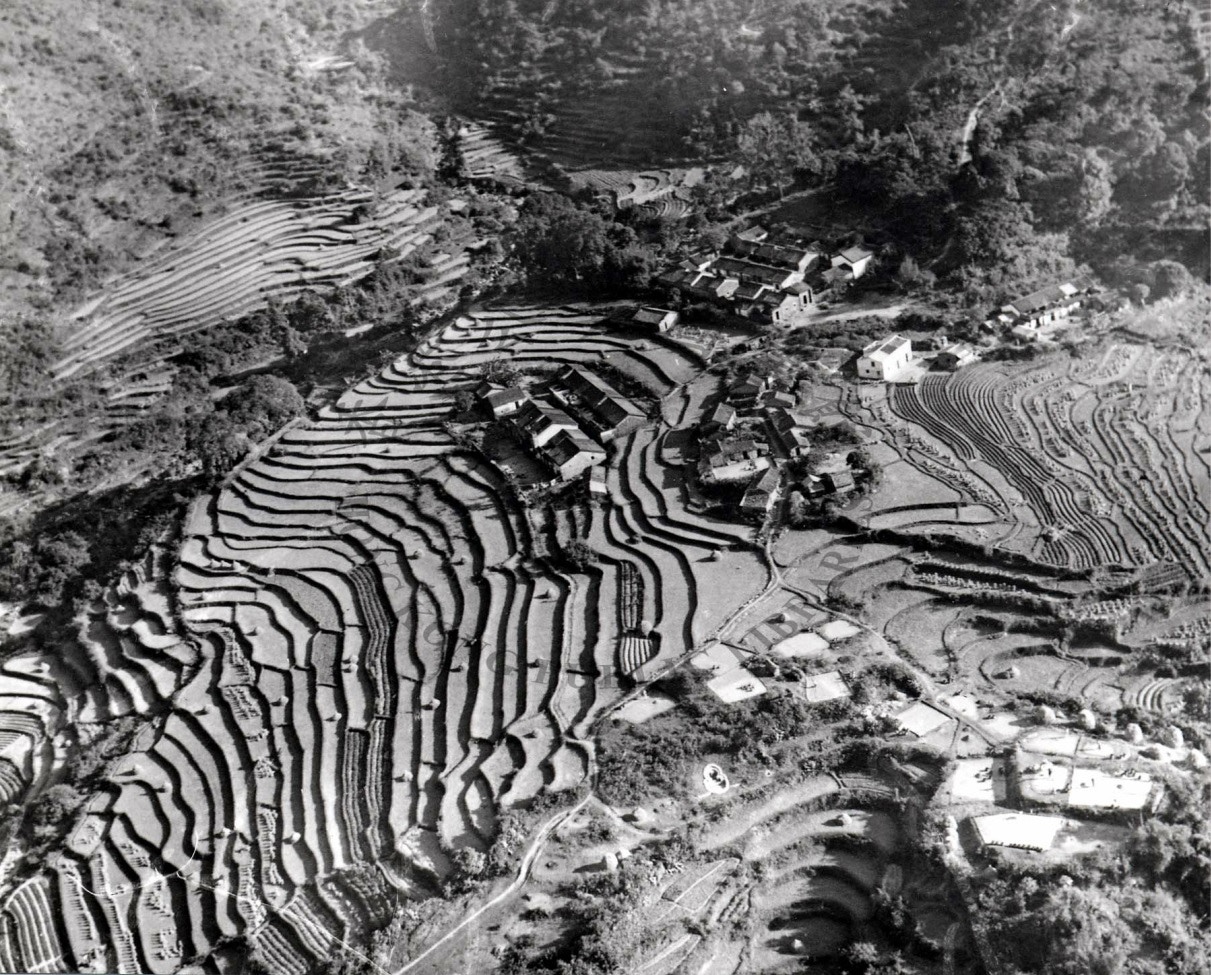 【香港有梯田】昔日荃灣、火炭有梯田　大帽山茶田百年歷史