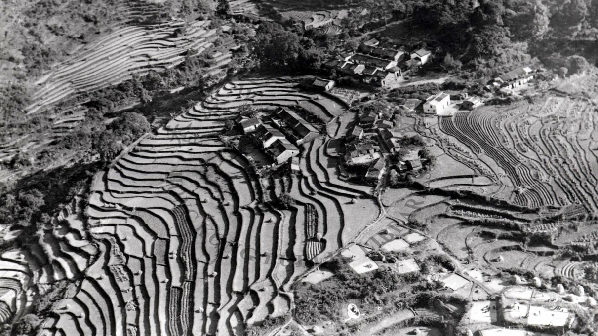 【香港有梯田】昔日荃灣、火炭有梯田 大帽山茶田百年歷史 【香港有梯田】昔日荃灣、火炭有梯田 大帽山茶田百年歷史