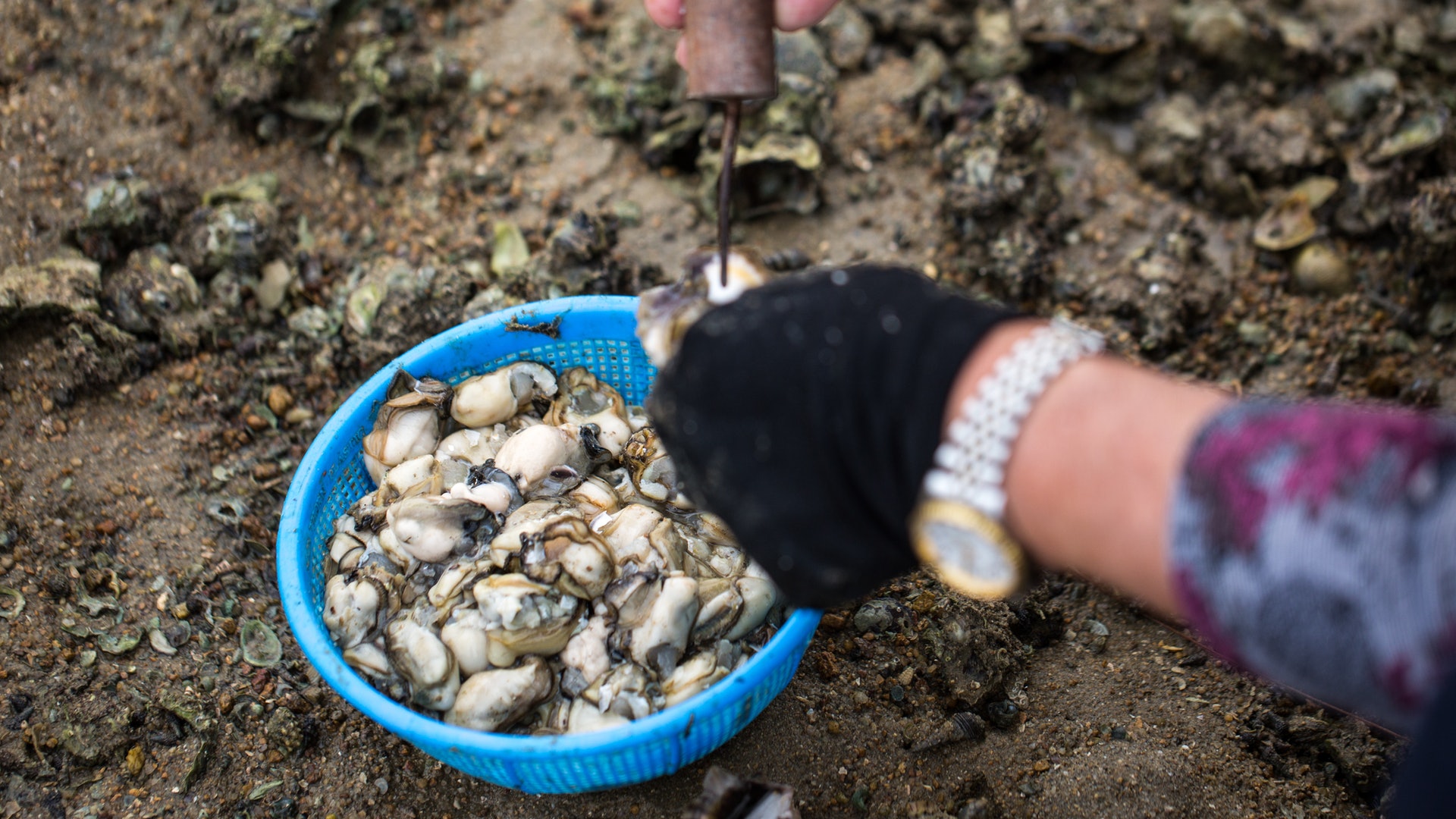 生蠔扇貝5種潮間帶食用貝類蒸炒煮炸點煮最鮮味邊種最啱烤 生蠔扇貝5種潮間帶食用貝類蒸炒煮炸點煮最鮮味邊種最啱烤