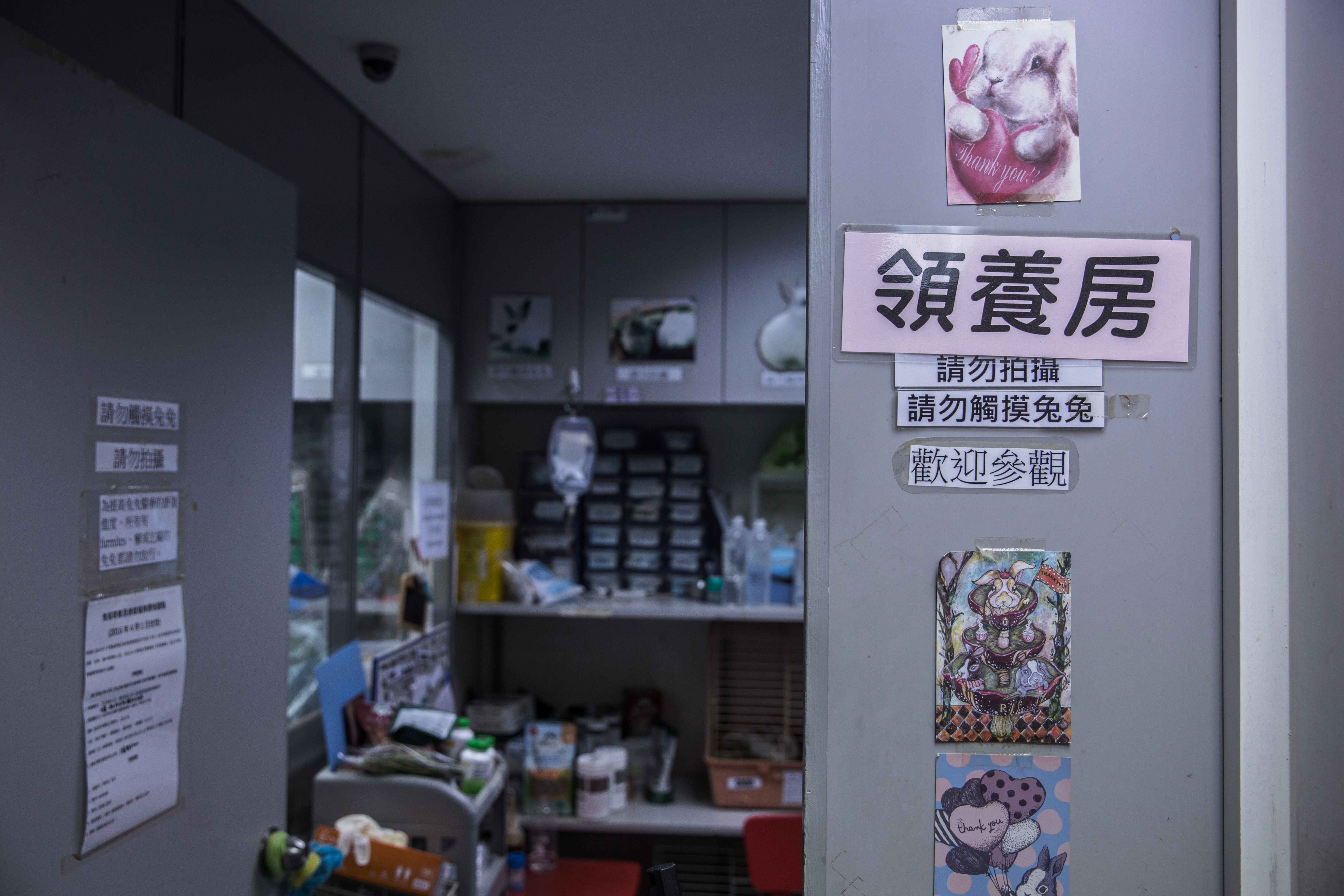 兔協希望市民養兔前要三思，並以領養代替購買。（鍾偉德攝）