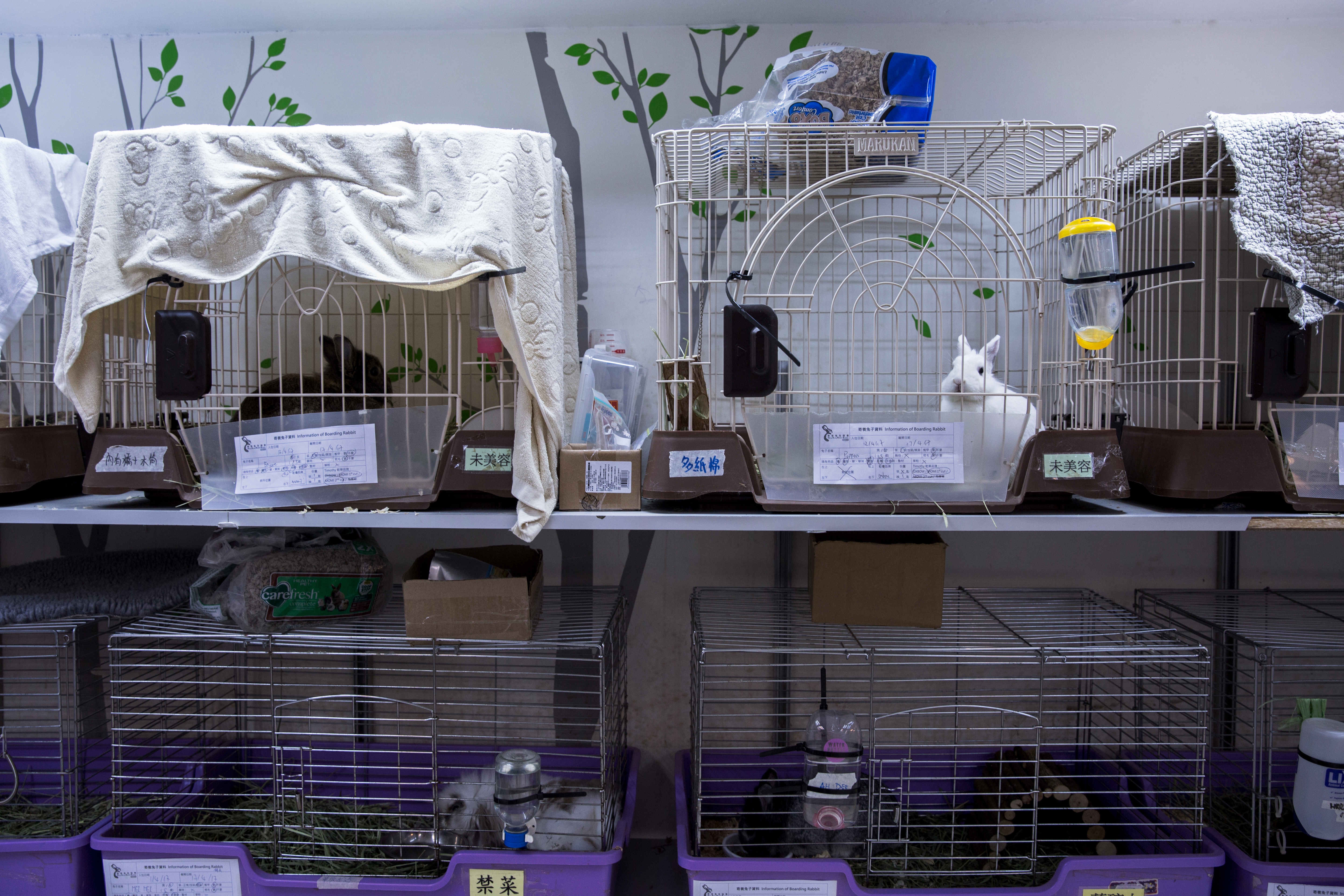 兔協去年收53隻棄兔，會方指部分人會以兔子作為禮物。（鍾偉德攝）