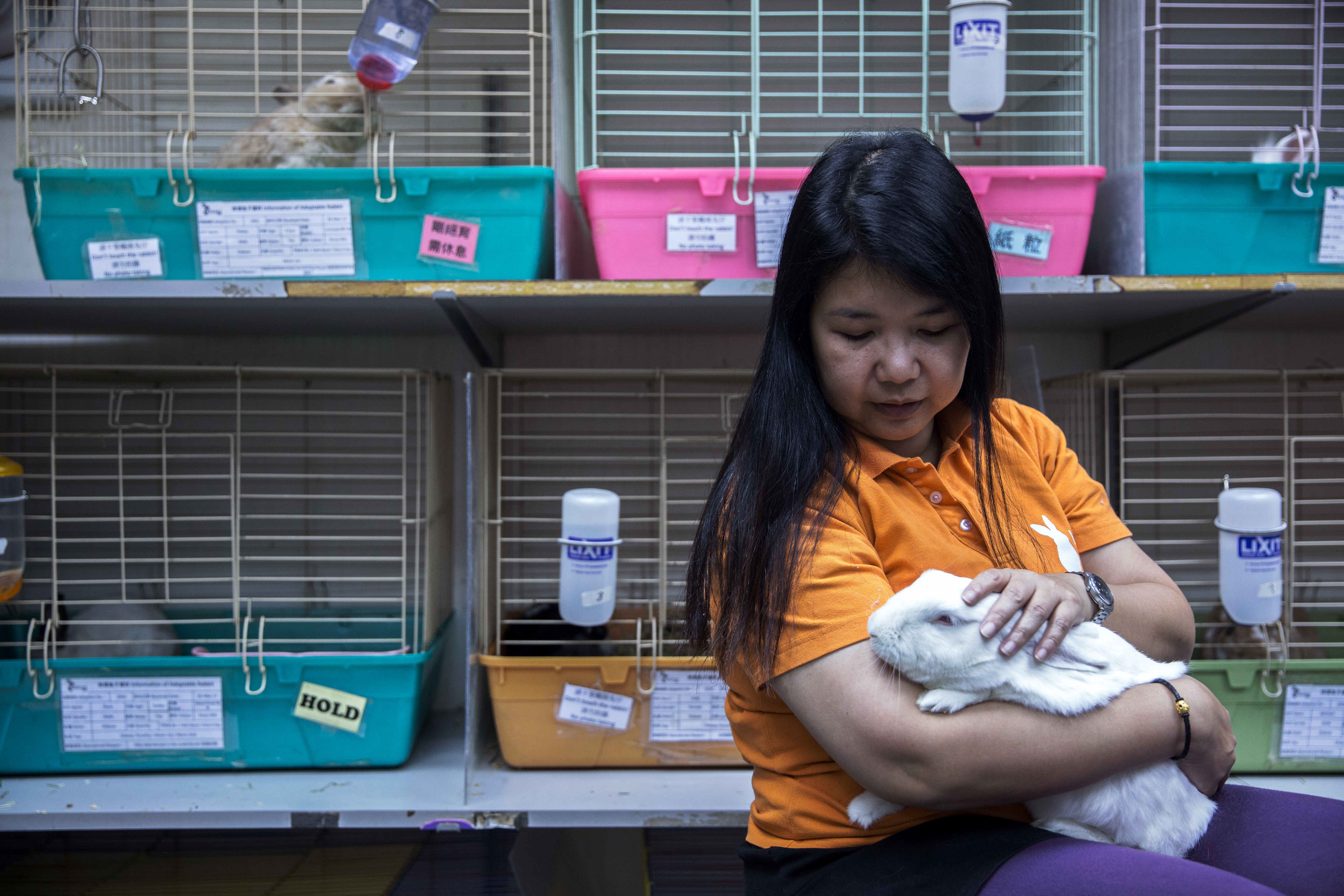 兔協長唐雅賢指，卡通片經常出現兔仔叼着一根紅蘿蔔，令公眾產生謬誤。（鍾偉德攝）