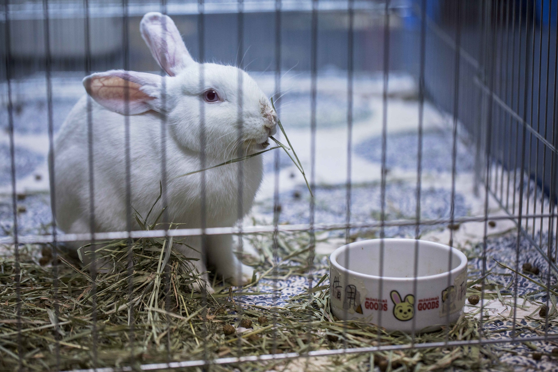 兔子是草食性動物，以纖維作主食，不能吃過多紅蘿蔔。（鍾偉德攝）