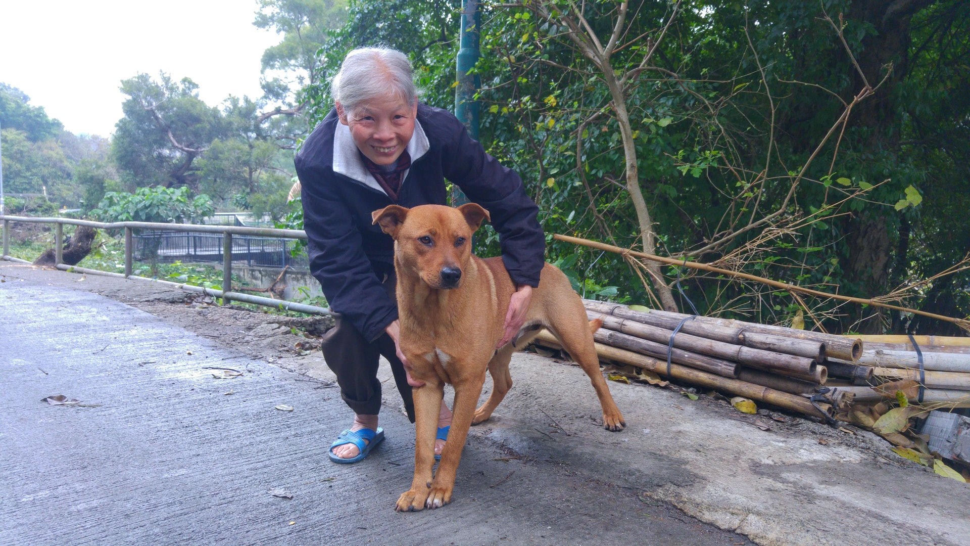 周婆婆親眼目睹鄰居的狗隻做完絕育後死去,為此拒絕讓自己的狗狗進行絕育。(黎明佩攝) 周婆婆親眼目睹鄰居的狗隻做完絕育後死去,為此拒絕讓自己的狗狗進行絕育。(黎明佩攝)