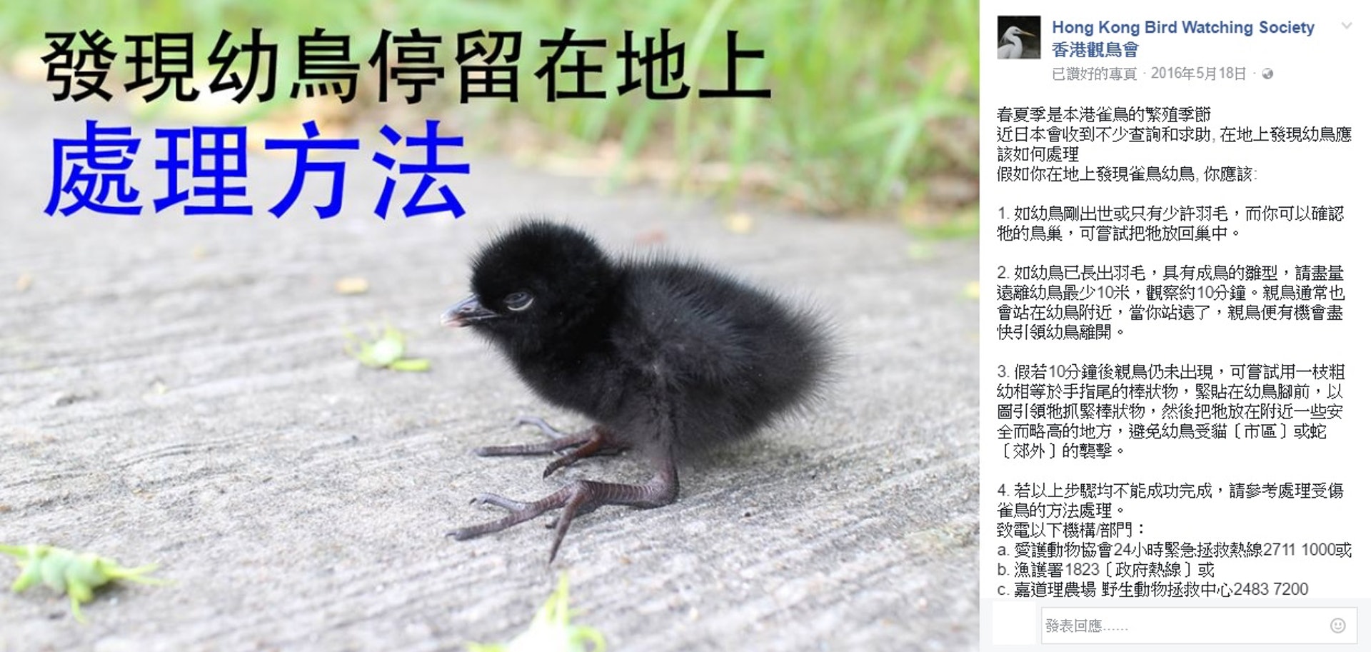 救救小小鳥 見到幼鳥墮地點算好 觀鳥會教你3步驟 香港01 寵物 救救小小鳥 見到幼鳥墮地點算好 觀鳥會教你3步驟 香港01 寵物