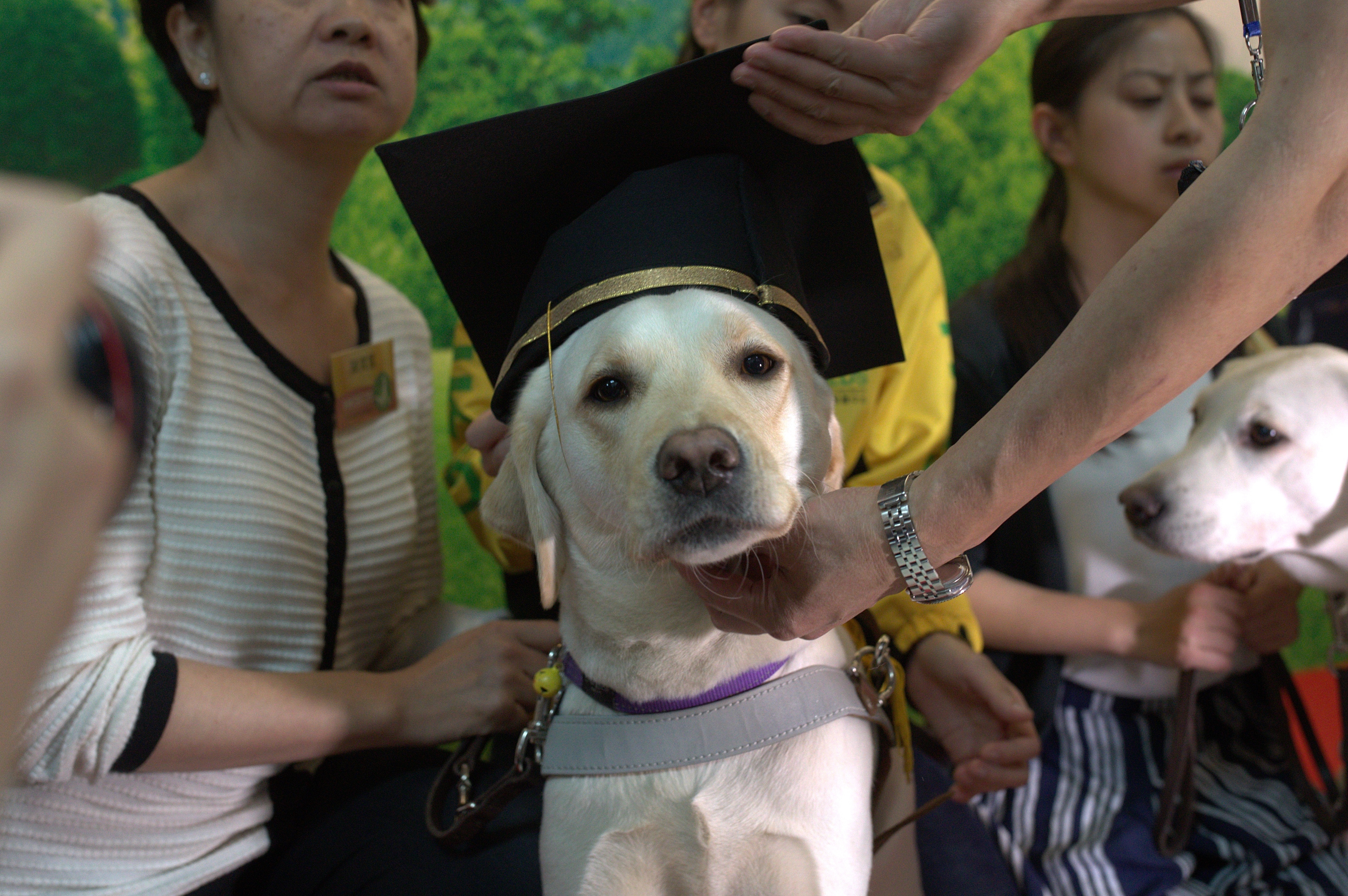 Happy正式戴起畢業帽，象徵牠由幼犬蛻變成導盲犬。（余俊亮攝）