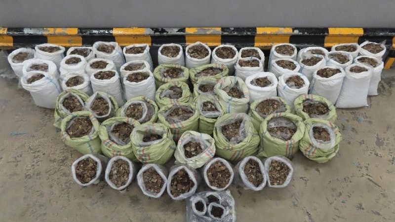 印尼抵港貨櫃涉走私 海關檢獲穿山甲鱗片及乾蛇膽 市值620萬 印尼抵港貨櫃涉走私 海關檢獲穿山甲鱗片及乾蛇膽 市值620萬