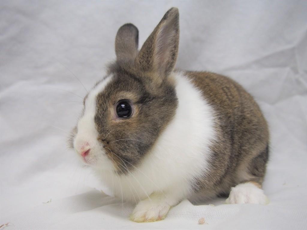 較多人領養年齡小和較美的兔子。（兔協facebook資料圖片）