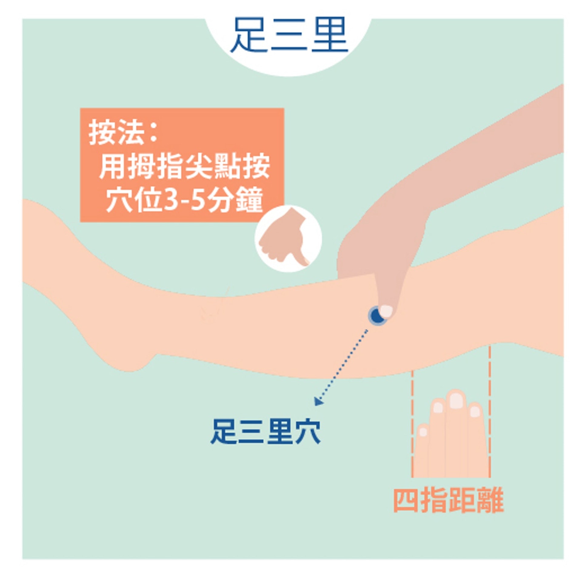 足三里穴位 足三里穴位