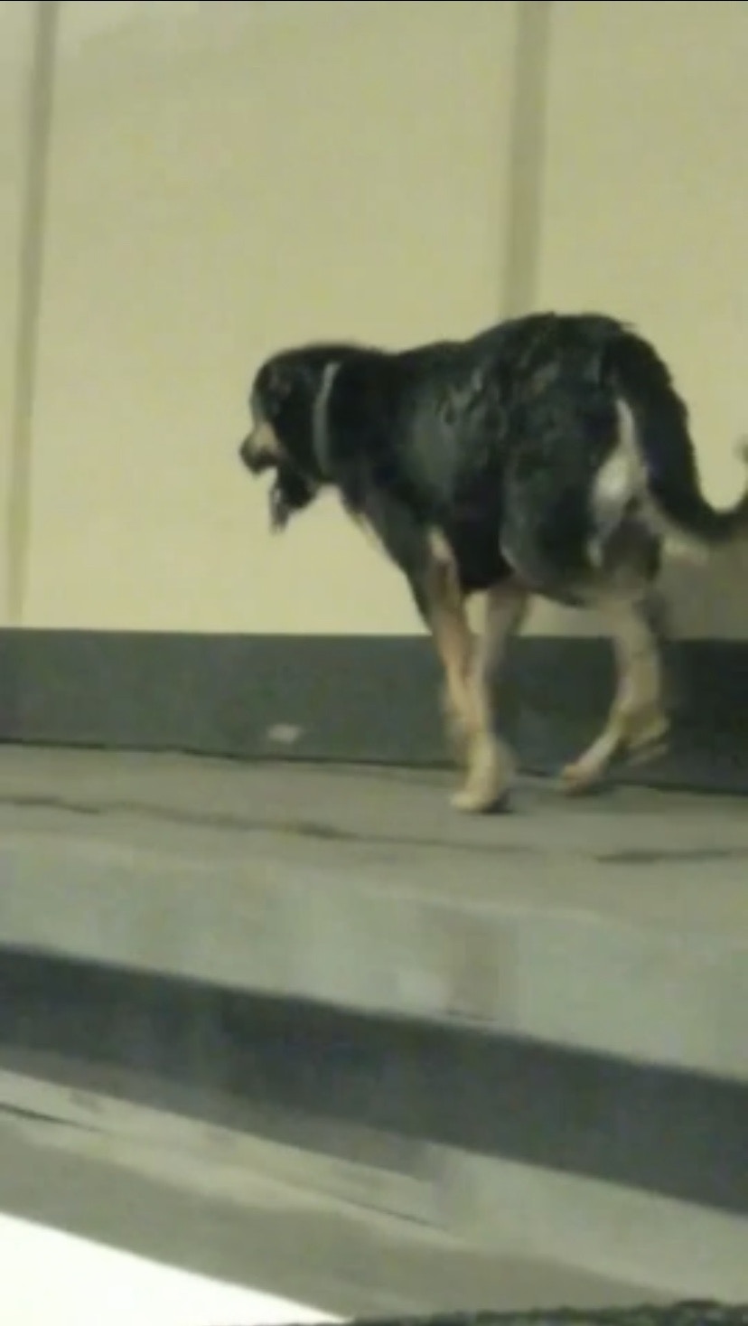 黑雨夜雷電交加唐狗疑受驚進入紅隧高速奔跑 香港01 突發