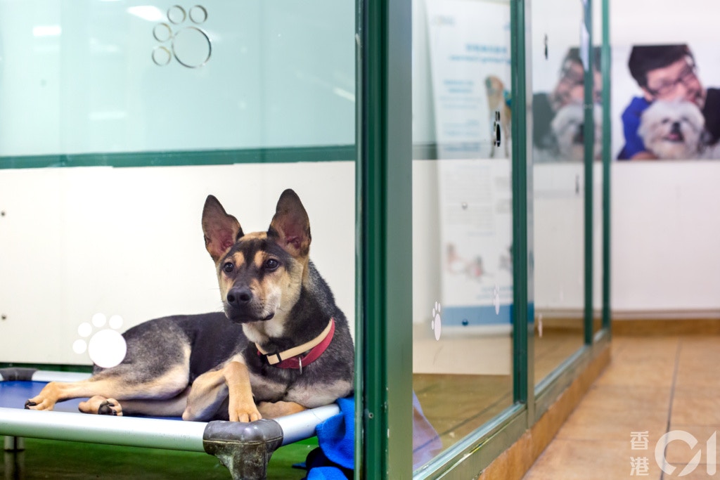 關家穎指現時本港與虐待動物有關的法例著重事後懲罰,現行的檢控門檻亦過高。(資料圖片) 關家穎指現時本港與虐待動物有關的法例著重事後懲罰,現行的檢控門檻亦過高。(資料圖片)