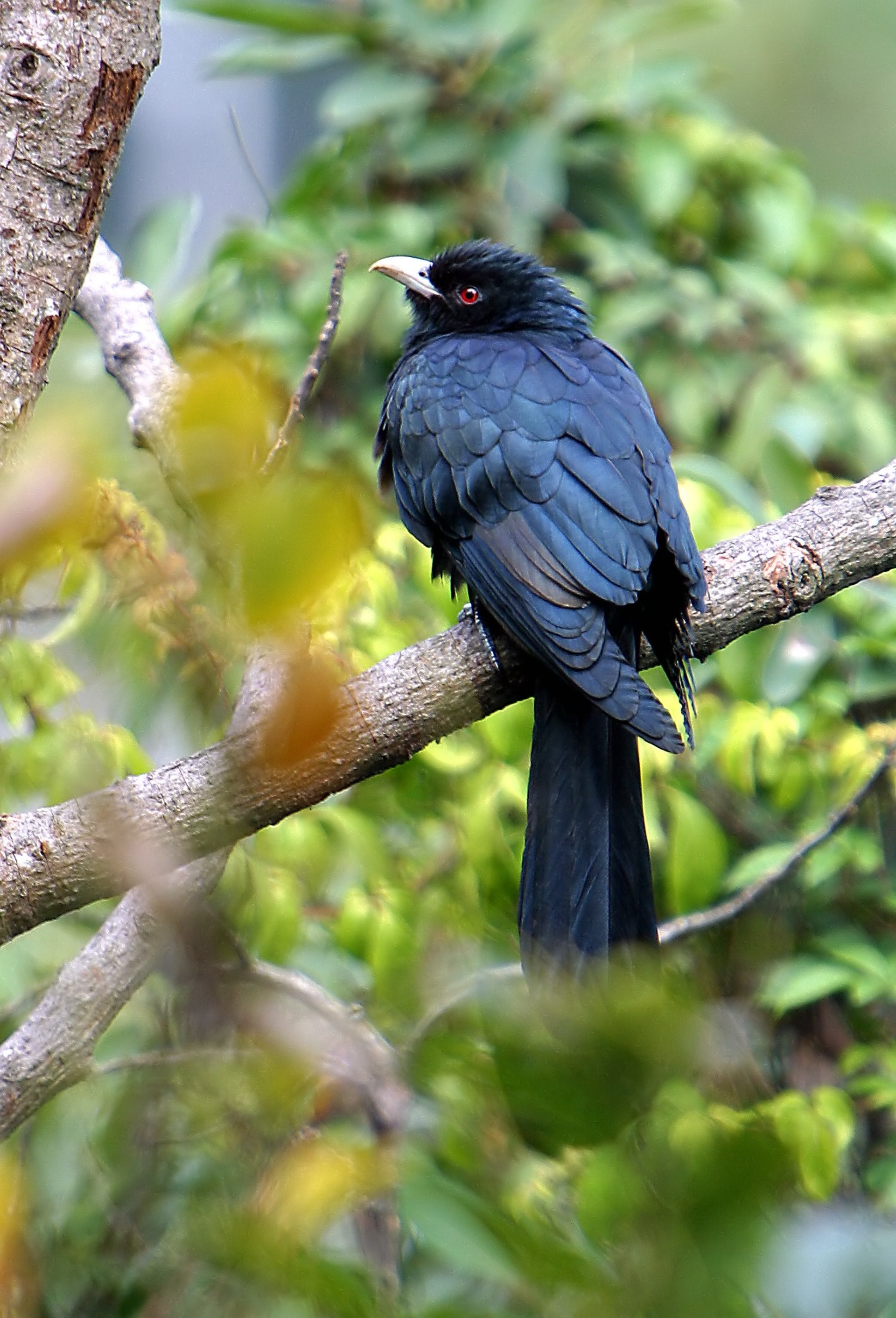 求偶的錯 網民嫌牠咿咿啊啊噪鵑晨早求偶被指擾人清夢 求偶的錯 網民嫌牠咿咿啊啊噪鵑晨早求偶被指擾人清夢