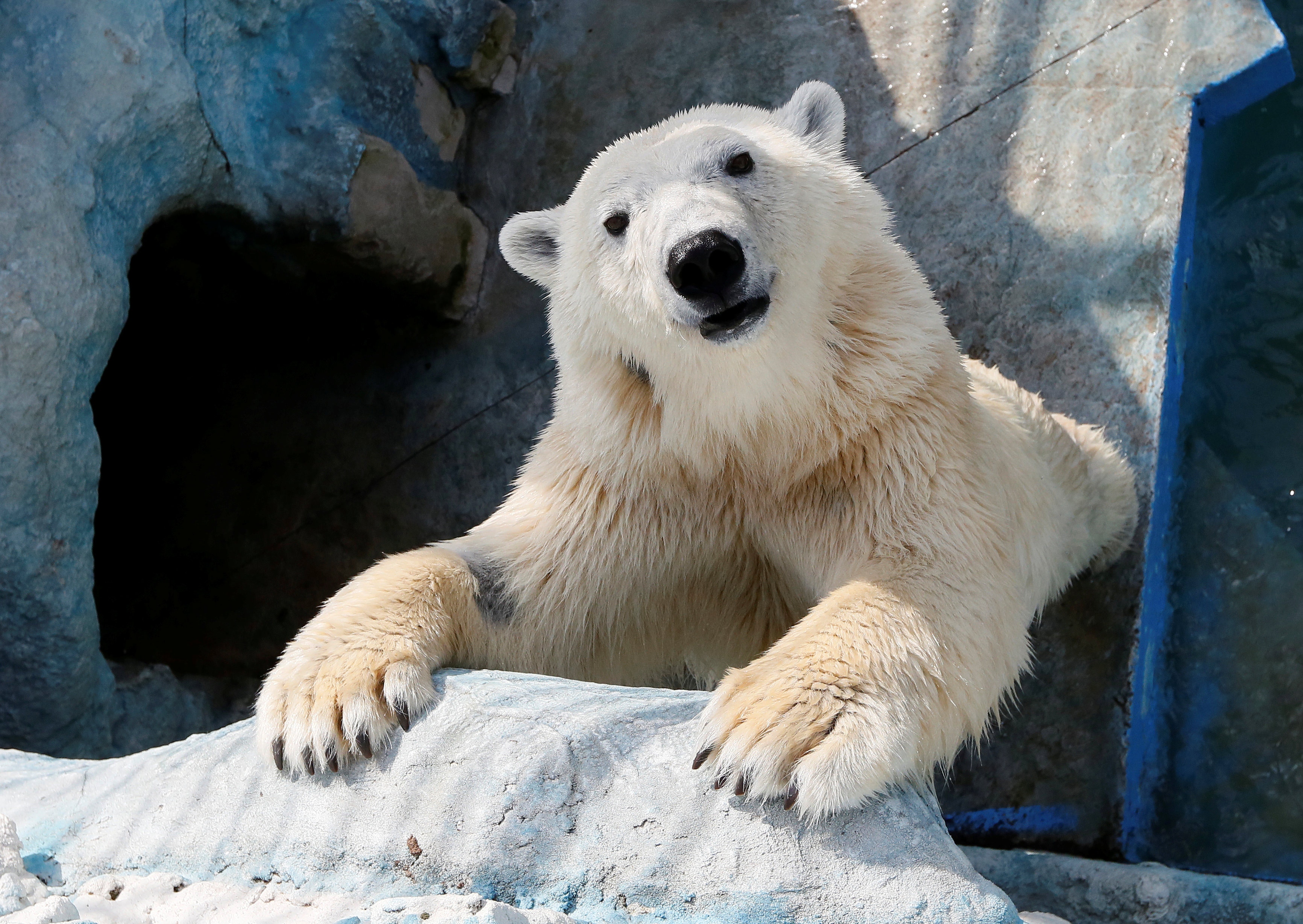 【國際影像】俄羅斯北極熊跳入動物園水池　水花四濺極可愛