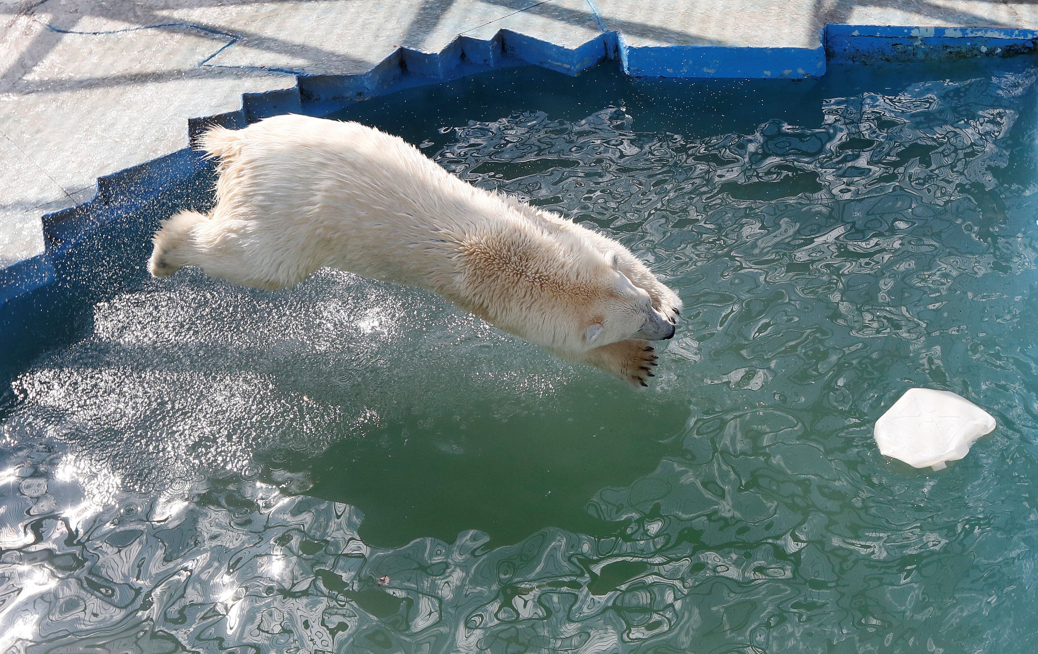 俄羅斯西伯利亞的一所動物園亦趁冬天過後為園內水池注滿池水，七歲的北極熊Aurora跳進池水之中。（Ilya Naymushin/路透社）