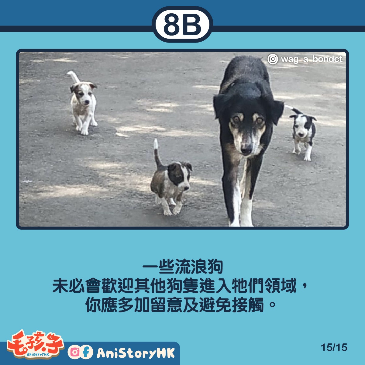 狗狗行山 8條人狗郊遊路線芒草 紅葉 天空之鏡一網打盡 香港01 寵物 狗狗行山 8條人狗郊遊路線芒草 紅葉 天空之鏡一網打盡 香港01 寵物