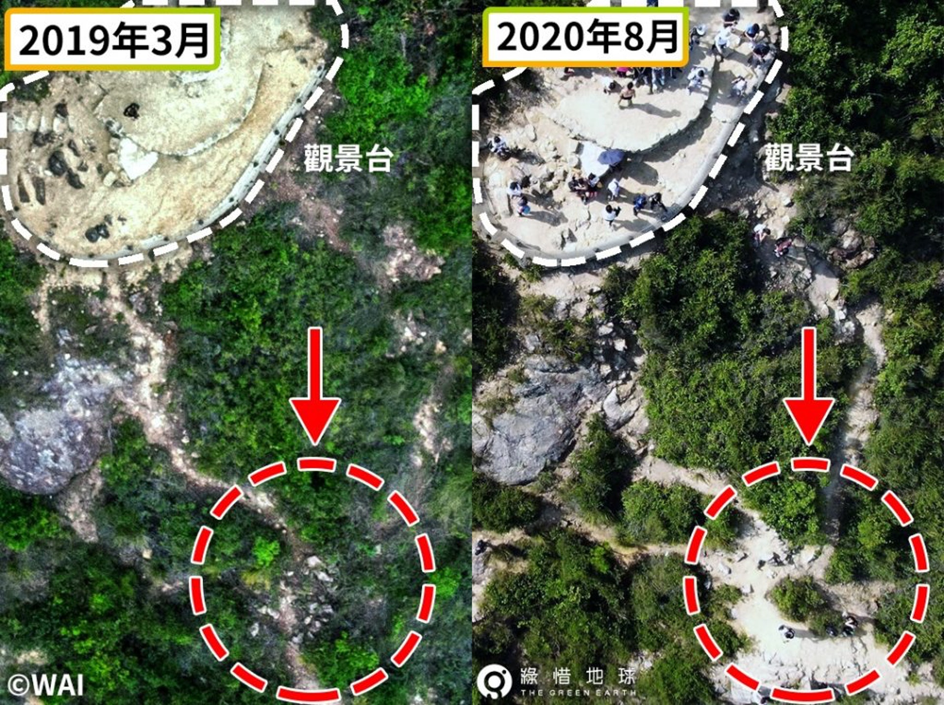 從高空照片可見,一年多之間,清景台圍欄外的斜坡小路明顯擴闊和沙化,露出底石。(綠惜地球提供) 從高空照片可見,一年多之間,清景台圍欄外的斜坡小路明顯擴闊和沙化,露出底石。(綠惜地球提供)