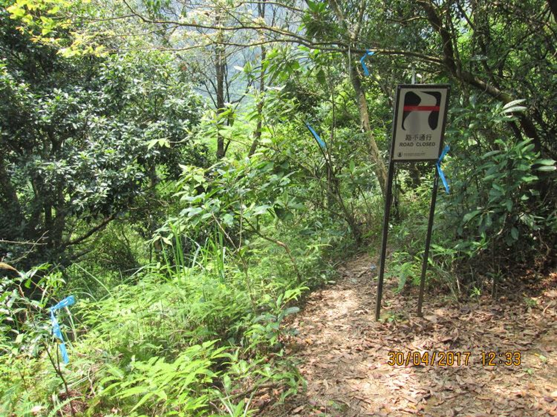 有行山客在叢林間發現,大量藍色膠帶被遺下,決定自發執拾。(受訪者提供) 有行山客在叢林間發現,大量藍色膠帶被遺下,決定自發執拾。(受訪者提供)
