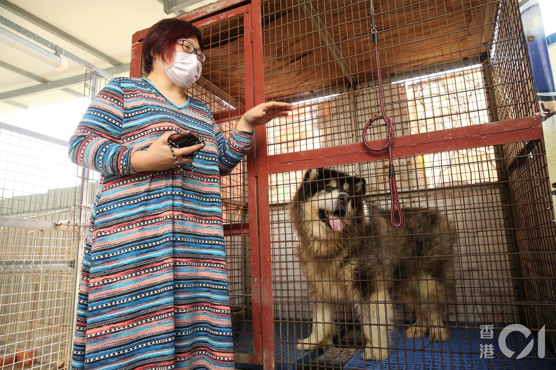 JoJo憶述昨晚11時許,義工聞見火屑聲逐漸靠近收容所,隨即報警求助。(蔡正邦攝) JoJo憶述昨晚11時許,義工聞見火屑聲逐漸靠近收容所,隨即報警求助。(蔡正邦攝)