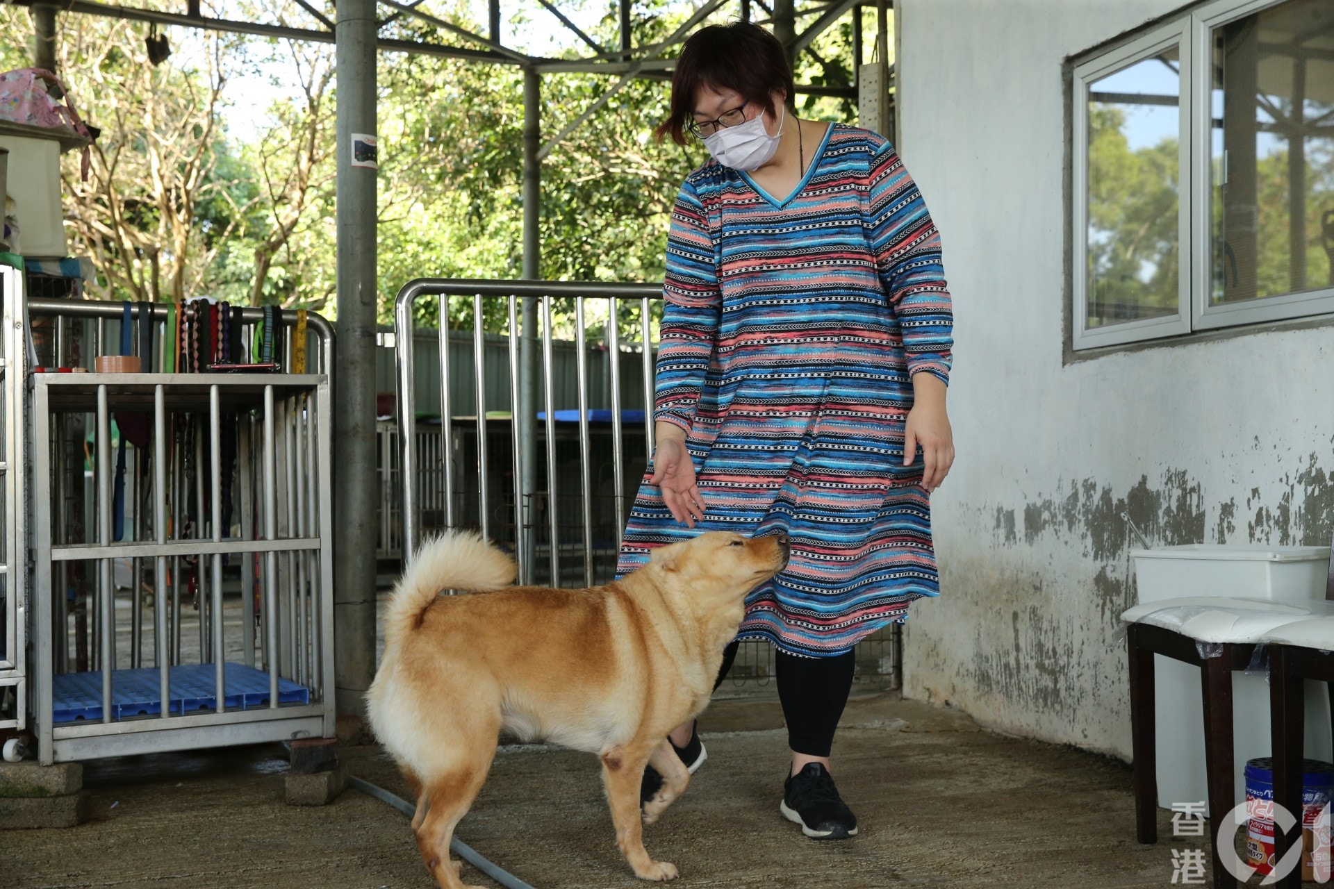 現時貓狗已返回收容所內。(蔡正邦攝) 現時貓狗已返回收容所內。(蔡正邦攝)