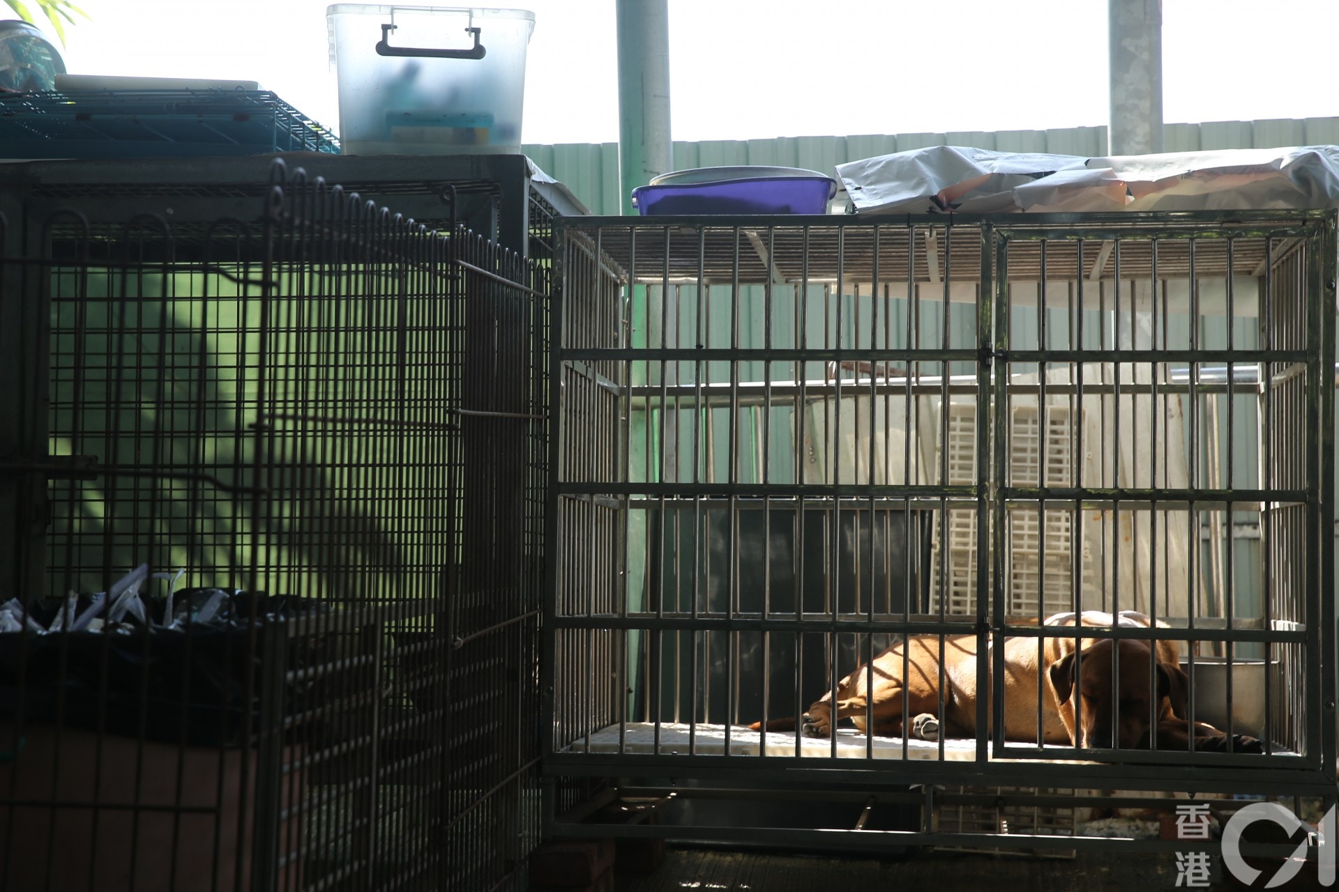 現時貓狗已返回收容所內。(蔡正邦攝) 現時貓狗已返回收容所內。(蔡正邦攝)