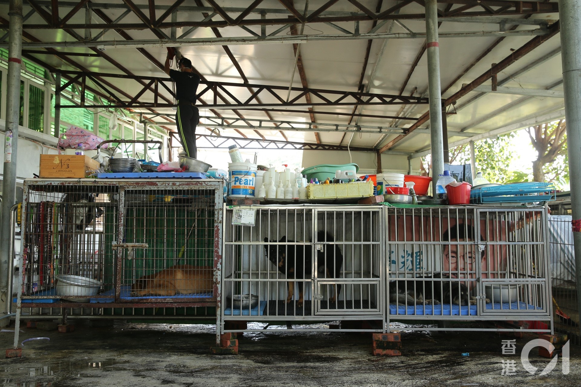 Jojo表示,昨日貓狗均十分驚慌。(蔡正邦攝) Jojo表示,昨日貓狗均十分驚慌。(蔡正邦攝)