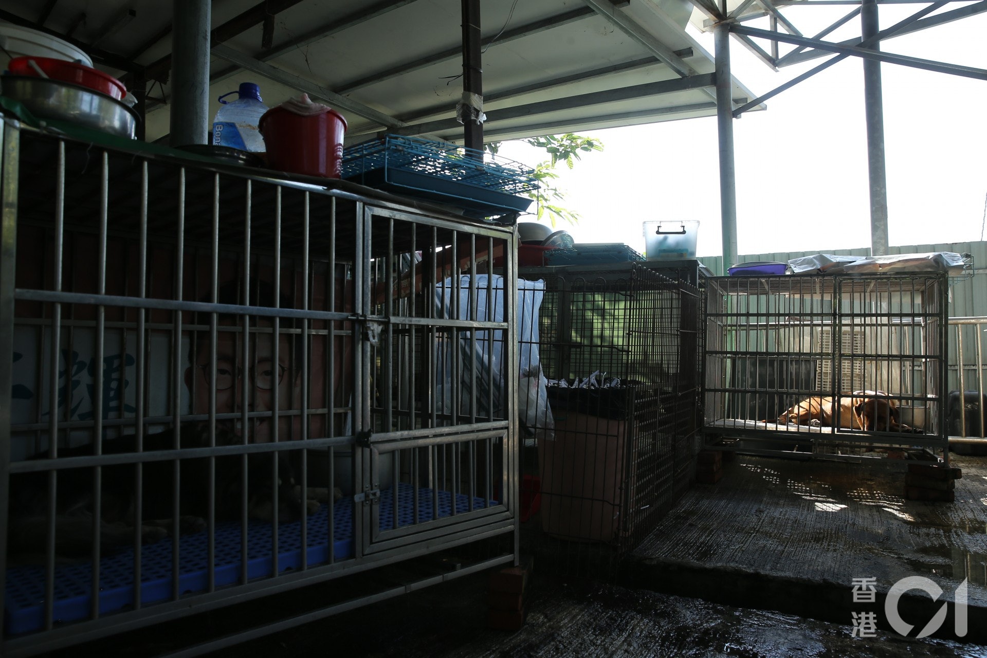 現時貓狗已返回收容所內。(蔡正邦攝) 現時貓狗已返回收容所內。(蔡正邦攝)