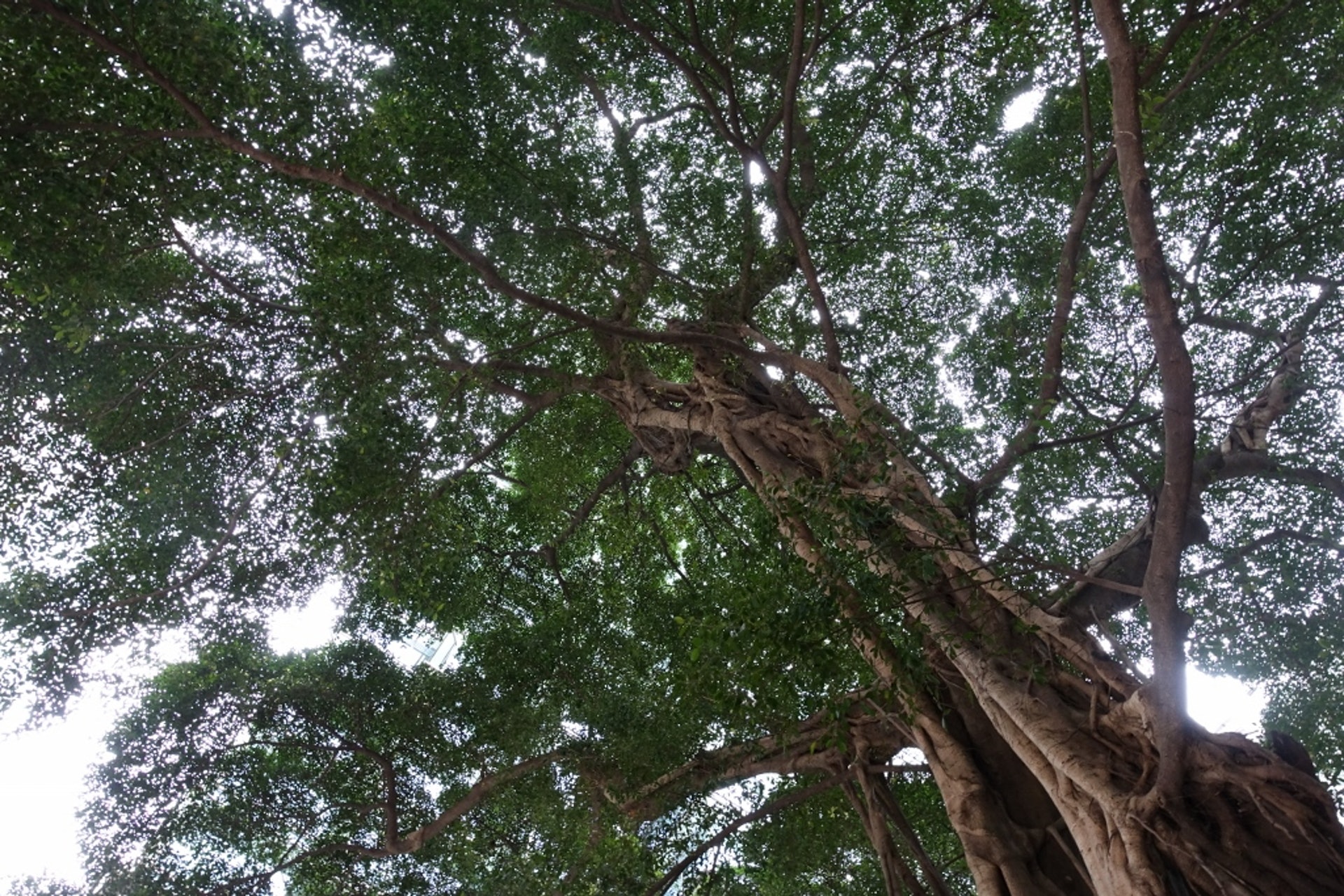 萬茂里與皇后大道東交界,太古廣場三座外的石牆樹。(鄭秋嬋攝) 萬茂里與皇后大道東交界,太古廣場三座外的石牆樹。(鄭秋嬋攝)