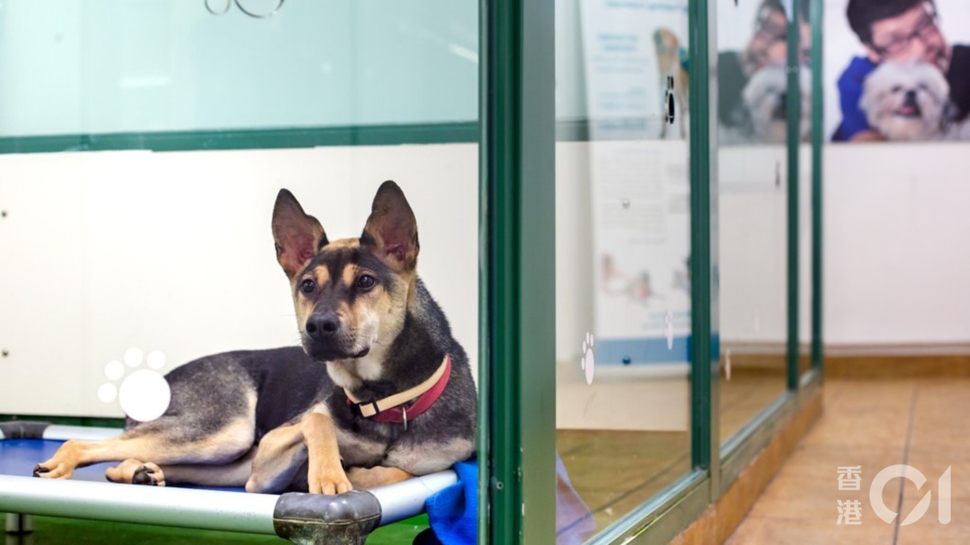 截至今年6月底,警方收到150宗懷疑殘酷對待動物的舉報,當中5宗已被檢控;而去年則有288宗舉報,當中29宗個案正式被控。(資料圖片) 截至今年6月底,警方收到150宗懷疑殘酷對待動物的舉報,當中5宗已被檢控;而去年則有288宗舉報,當中29宗個案正式被控。(資料圖片)