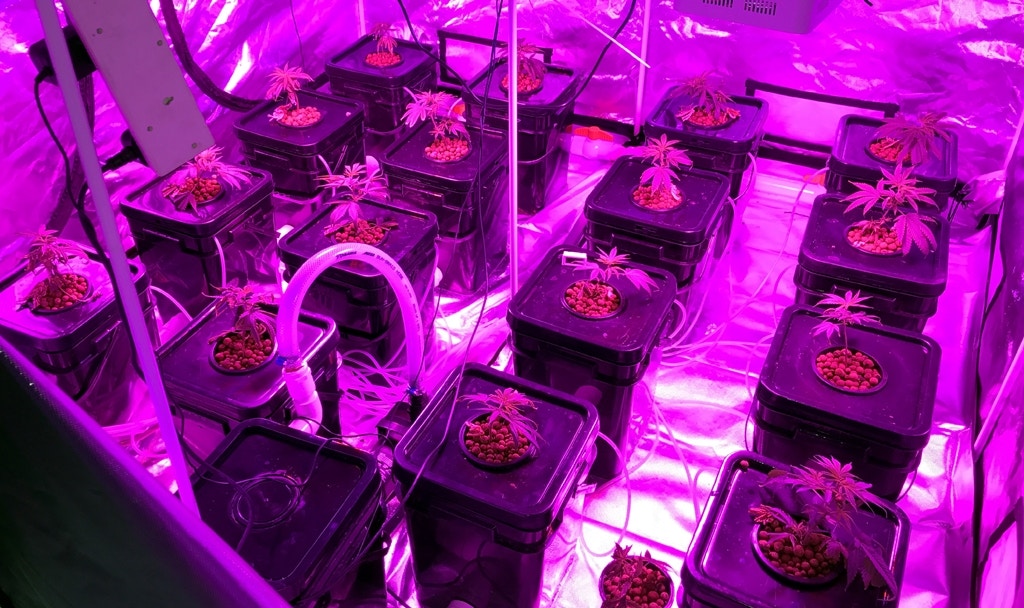 雷霆一七】反黑破大麻種植場起17株大麻