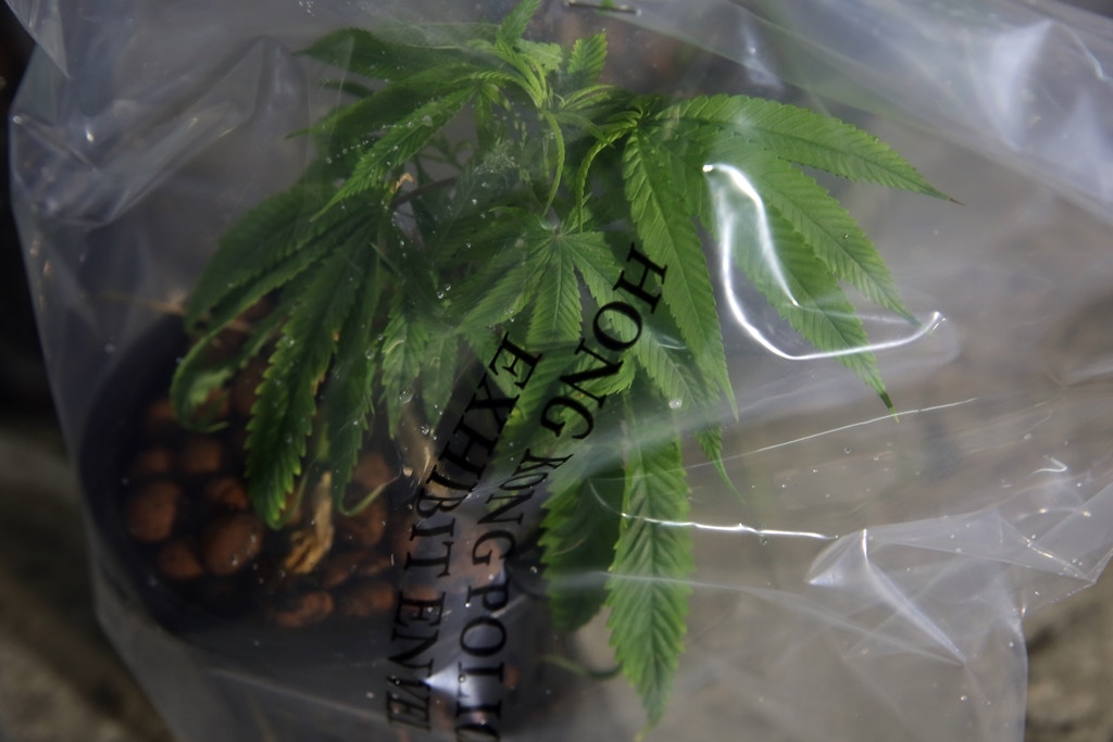 雷霆一七】反黑破大麻種植場起17株大麻