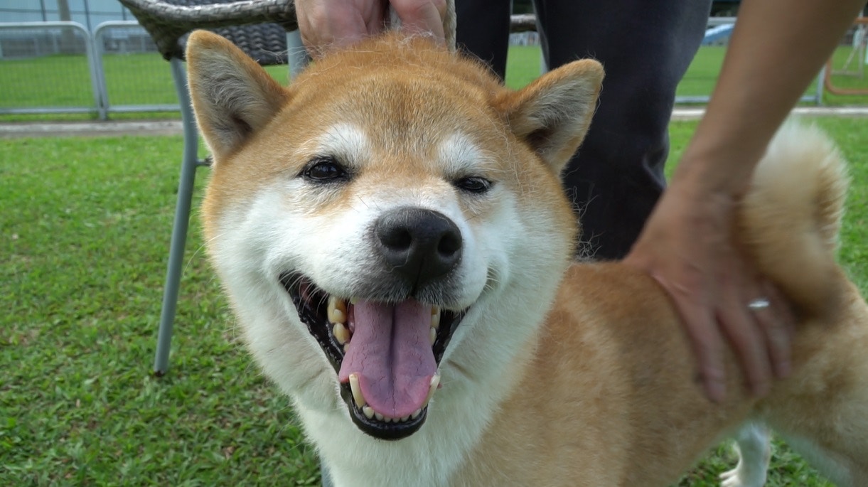 Image result for Shiba 狗 賽跑