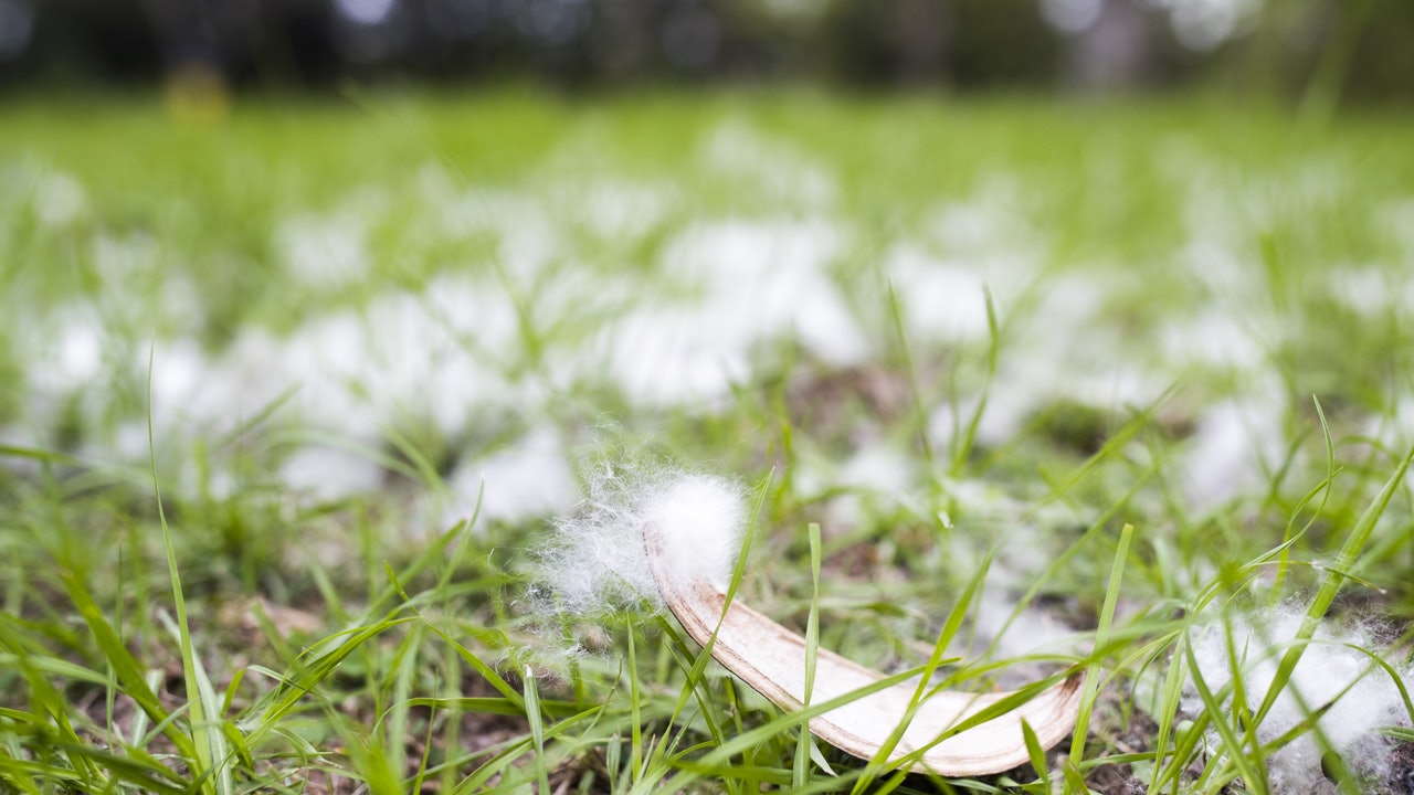 多圖 木棉絮是 金鐘罩 載種子浮遊城市覓地繁衍 多圖 木棉絮是 金鐘罩 載種子浮遊城市覓地繁衍