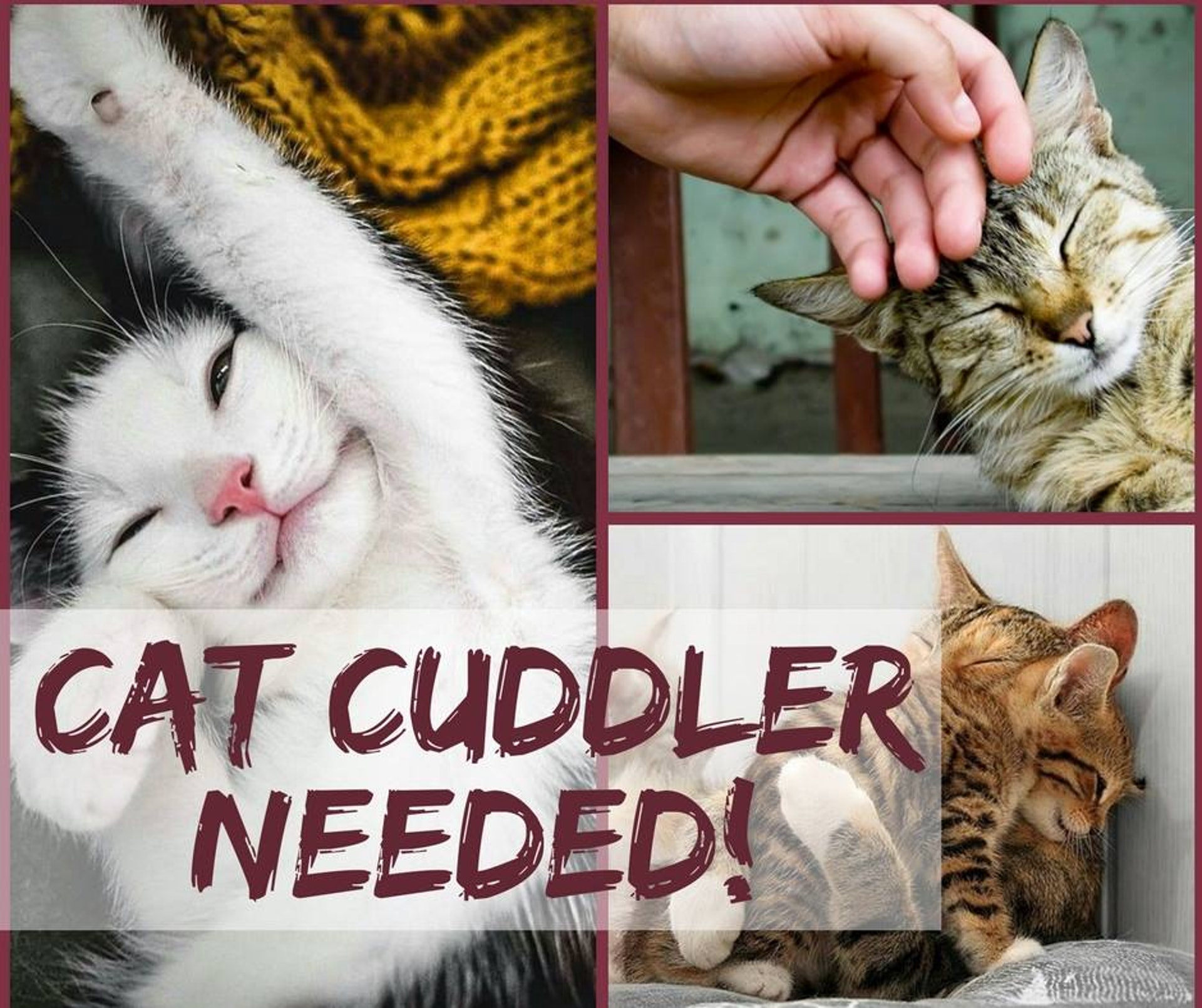 愛爾蘭一間獸醫診所,最近聘請貓咪抱抱專員,為貓咪減壓。(Just Cats Veterinary Clinic & Cattery facebook) 愛爾蘭一間獸醫診所,最近聘請貓咪抱抱專員,為貓咪減壓。(Just Cats Veterinary Clinic & Cattery facebook)